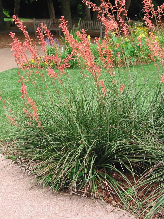 Lowe's NURSERY Red Yucca Feature Shrub in In pot (with soil) with Red Blooms