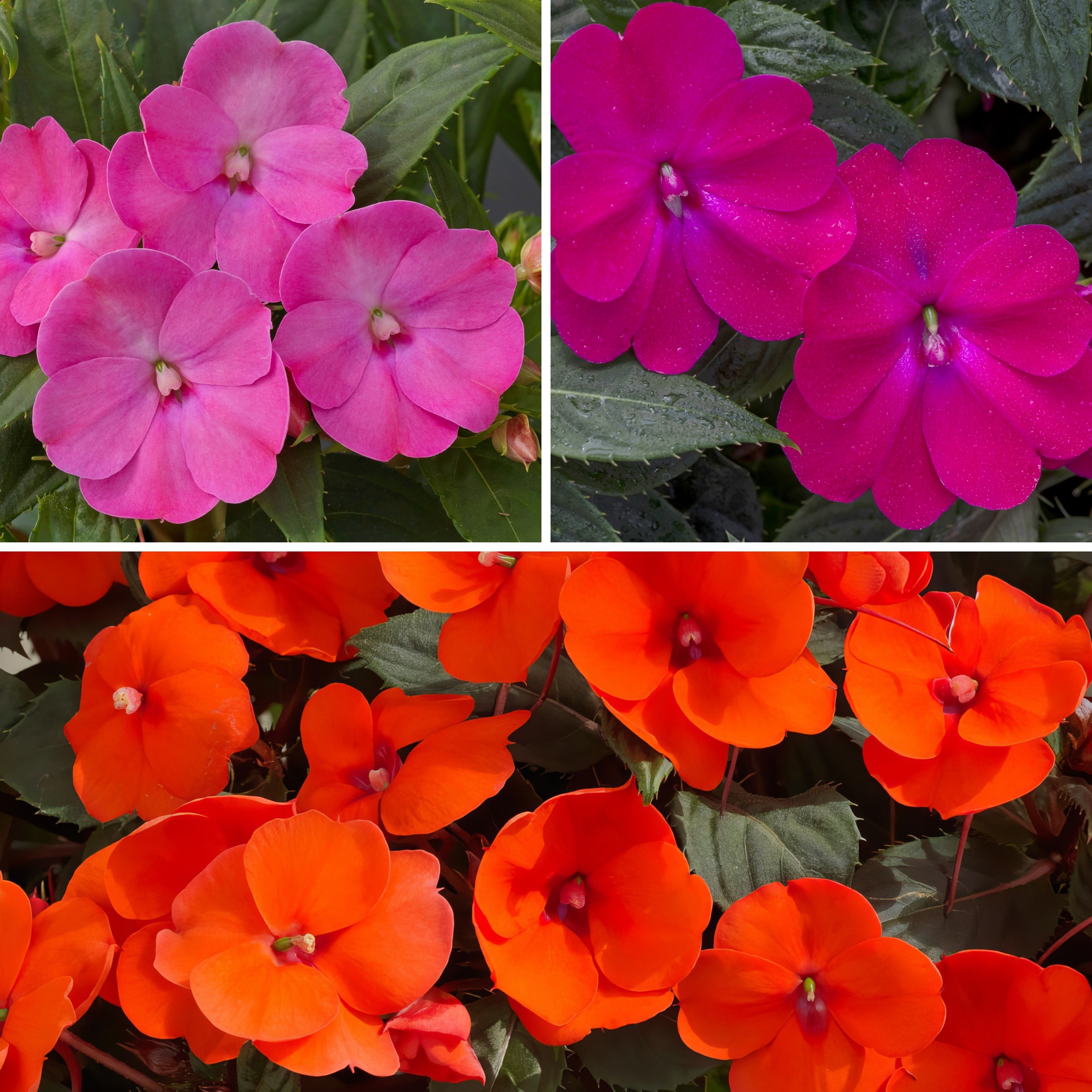 National Plant Network LW1557 annuals - View #6
