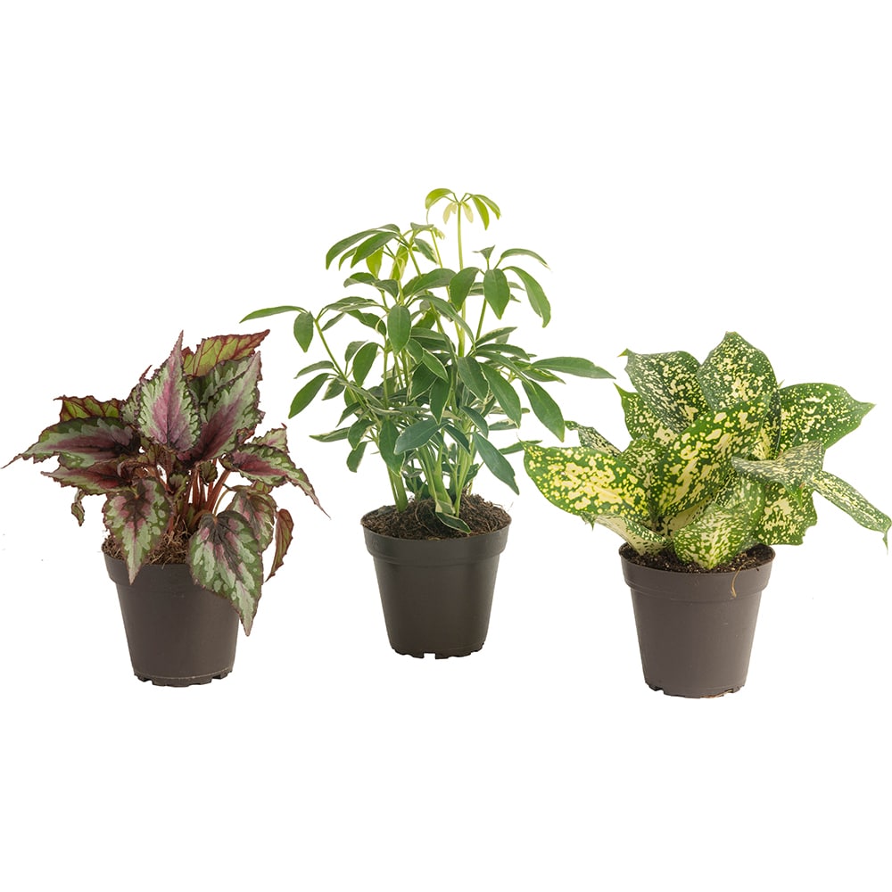 Artificial Air Plant 10in Set of Three - N/A - Green