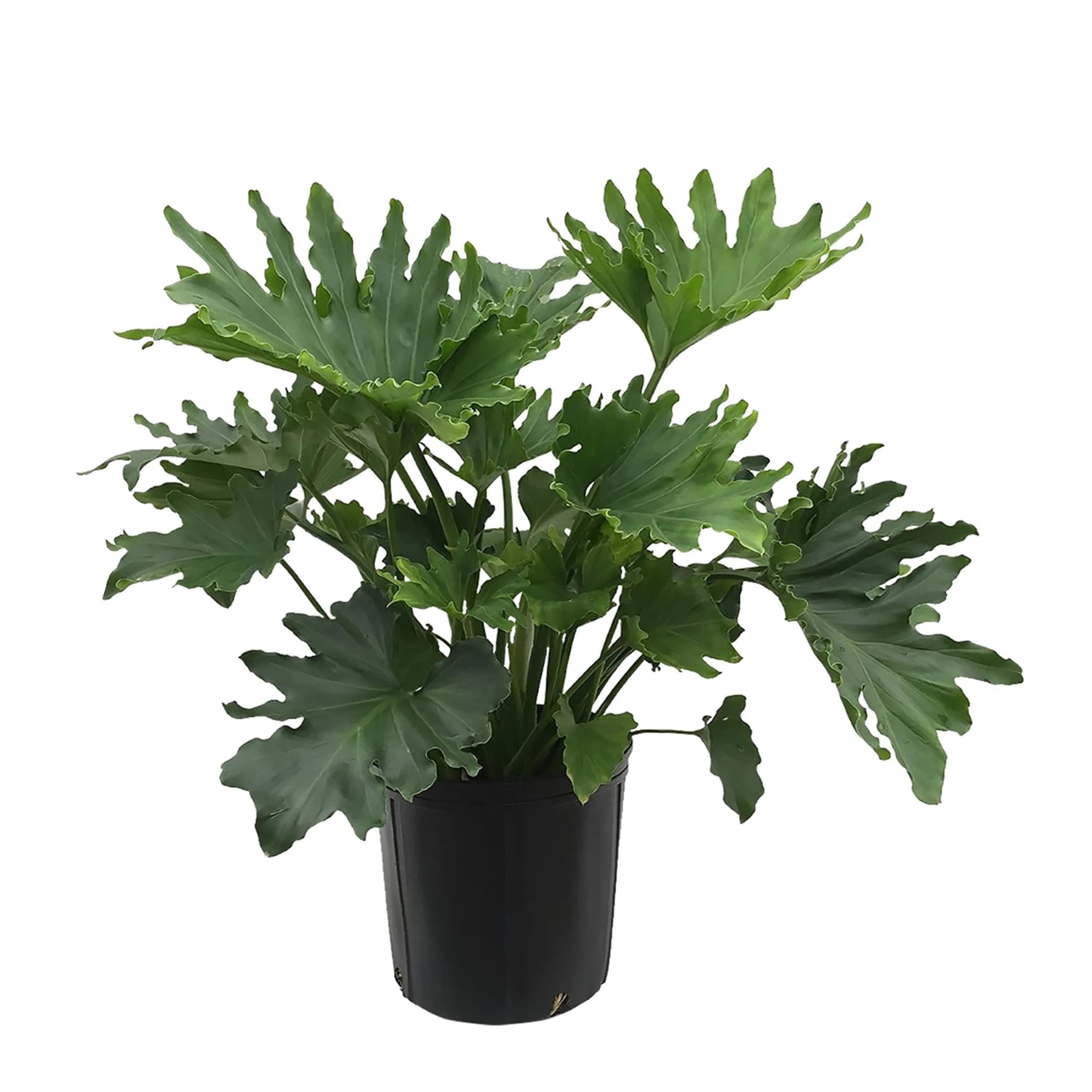 Lowe's NURSERY Philodendron House plant in 3.58 Gallon(s)