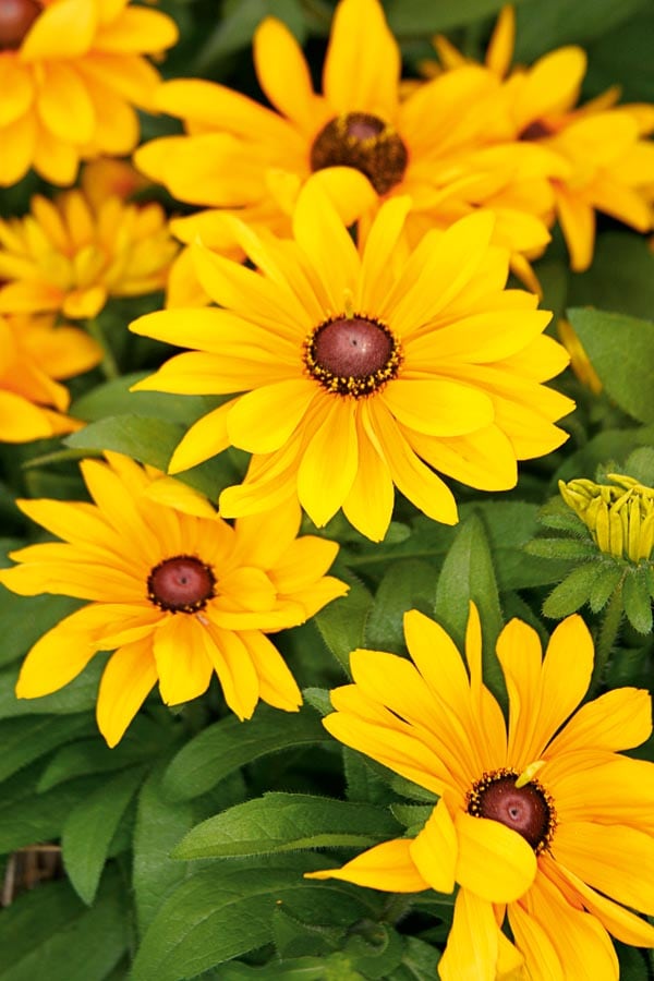 Lowe's NURSERY Yellow Rudbeckia Plant in 3 -Quart Pot
