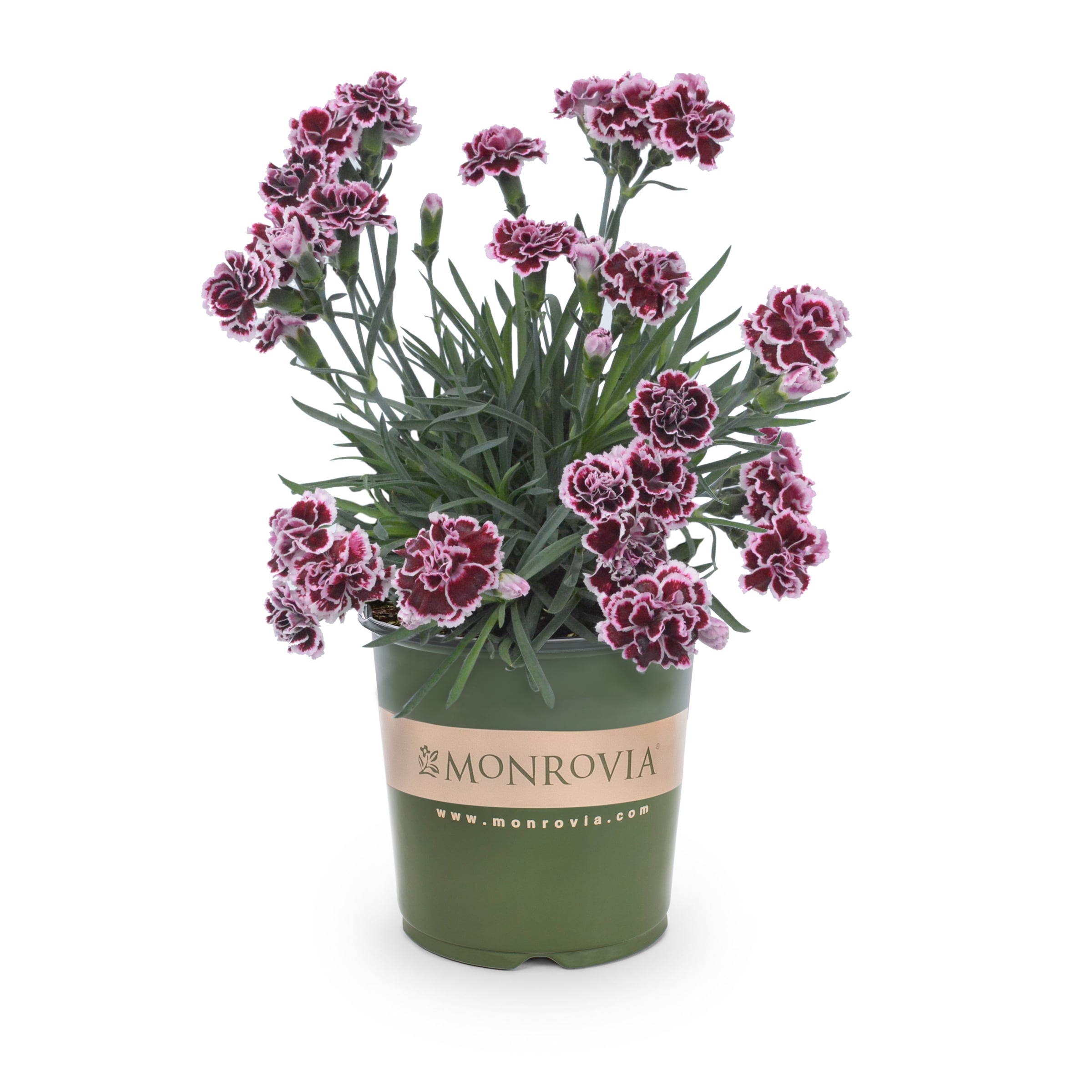Lowe's NURSERY Multicolor Dianthus in 1 Gallon(s) Pot 1 -Pack