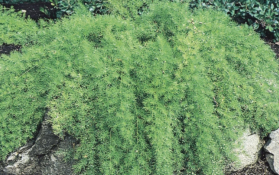 Lowe's NURSERY White Asparagus Fern in 2.25-Gallon