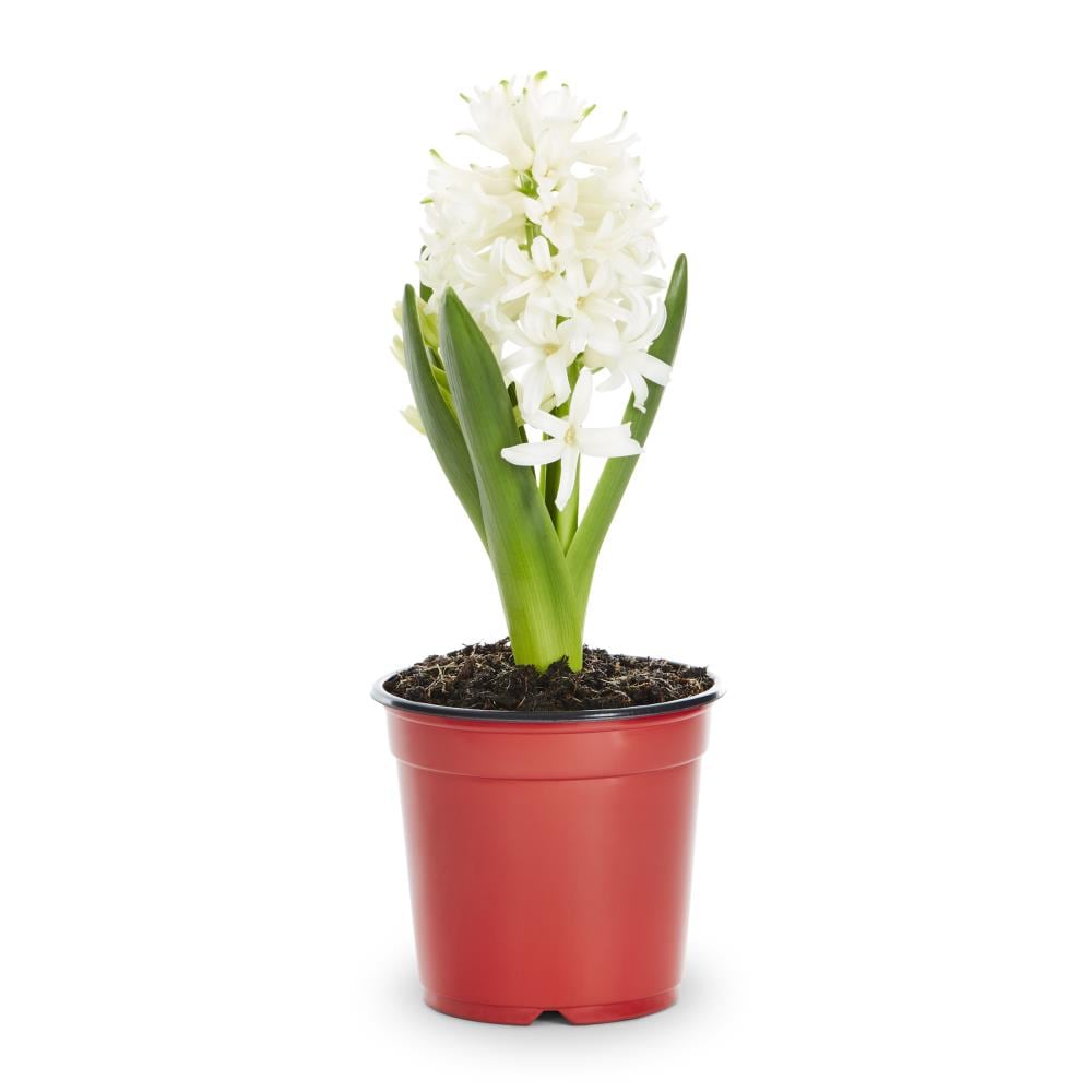 Lowe's Multicolor Hyacinth in 1-Pint Pot in the Annuals department at ...