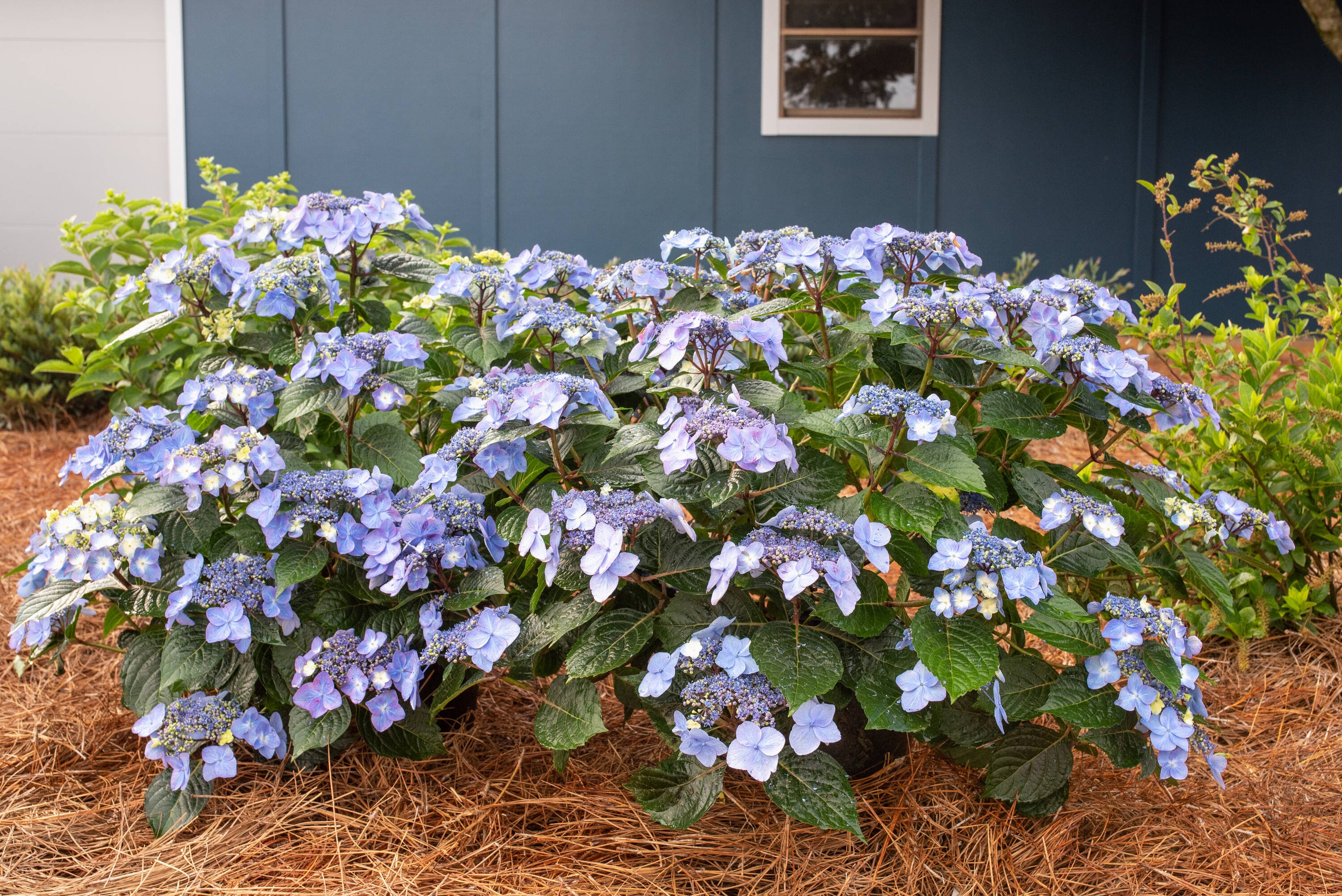 Endless Summer Multicolor Pop Star Reblooming Hydrangea Flowering Shrub ...