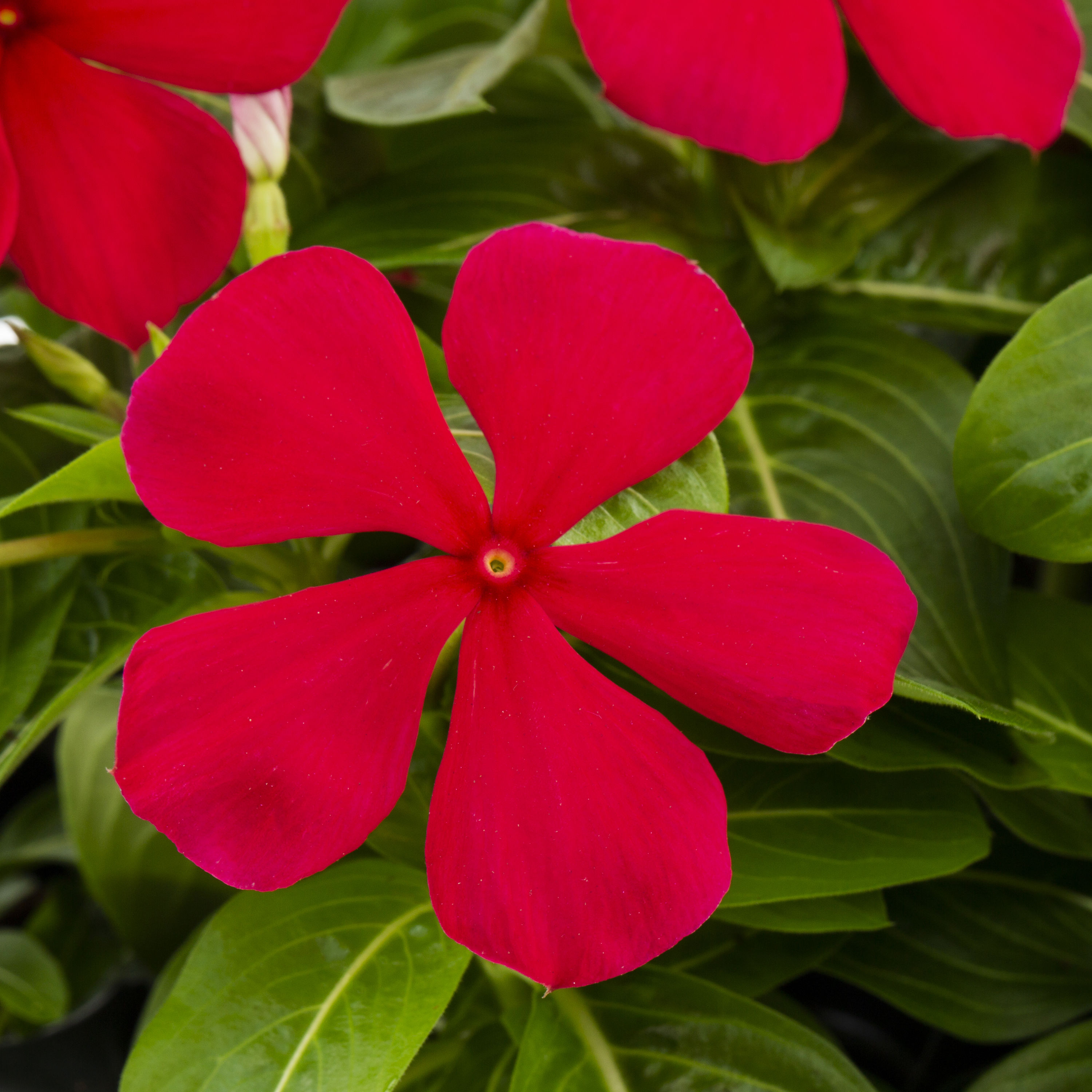 Lowe's 658920 annuals - View #6