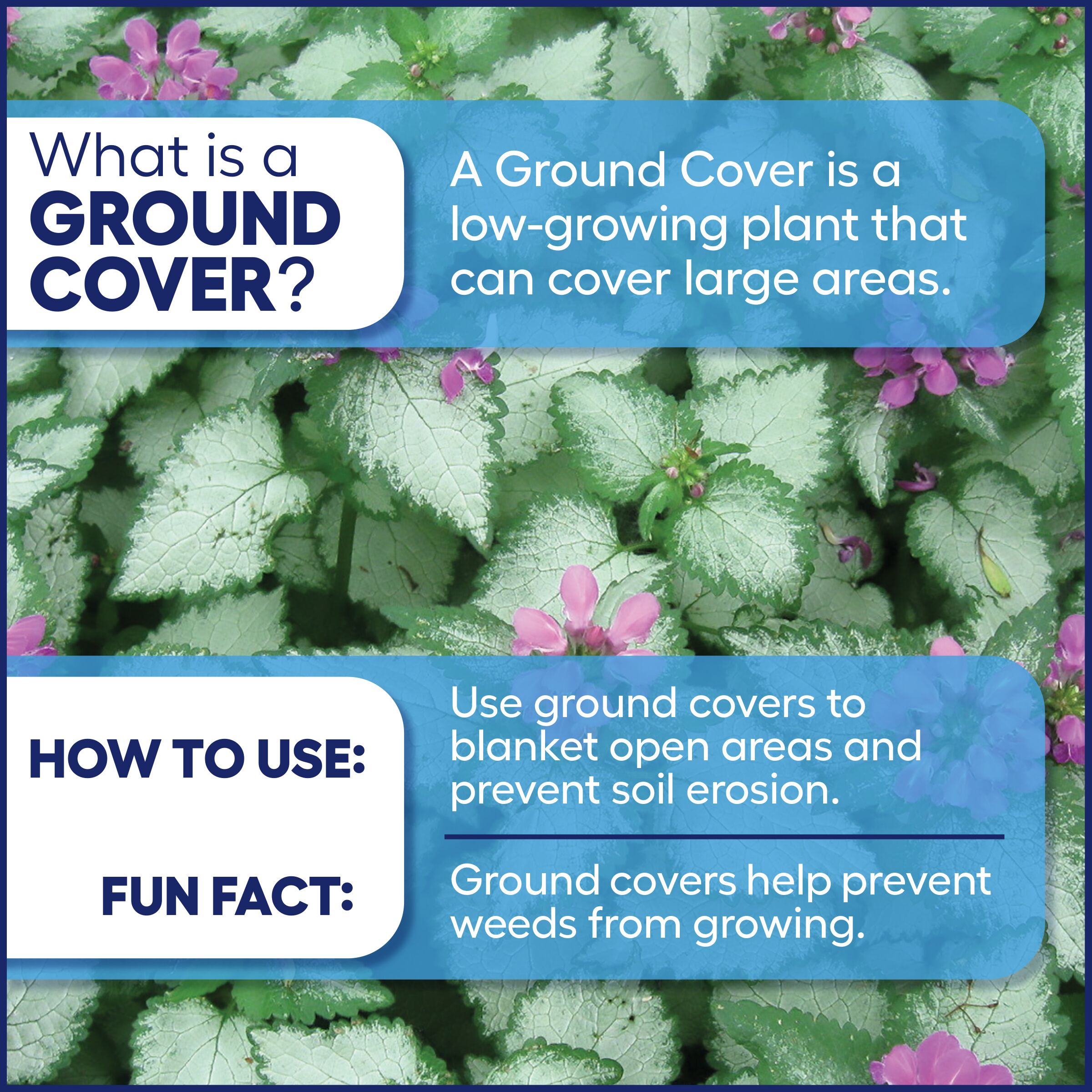 Lowe's 738553002027 Ground-Cover - View #3