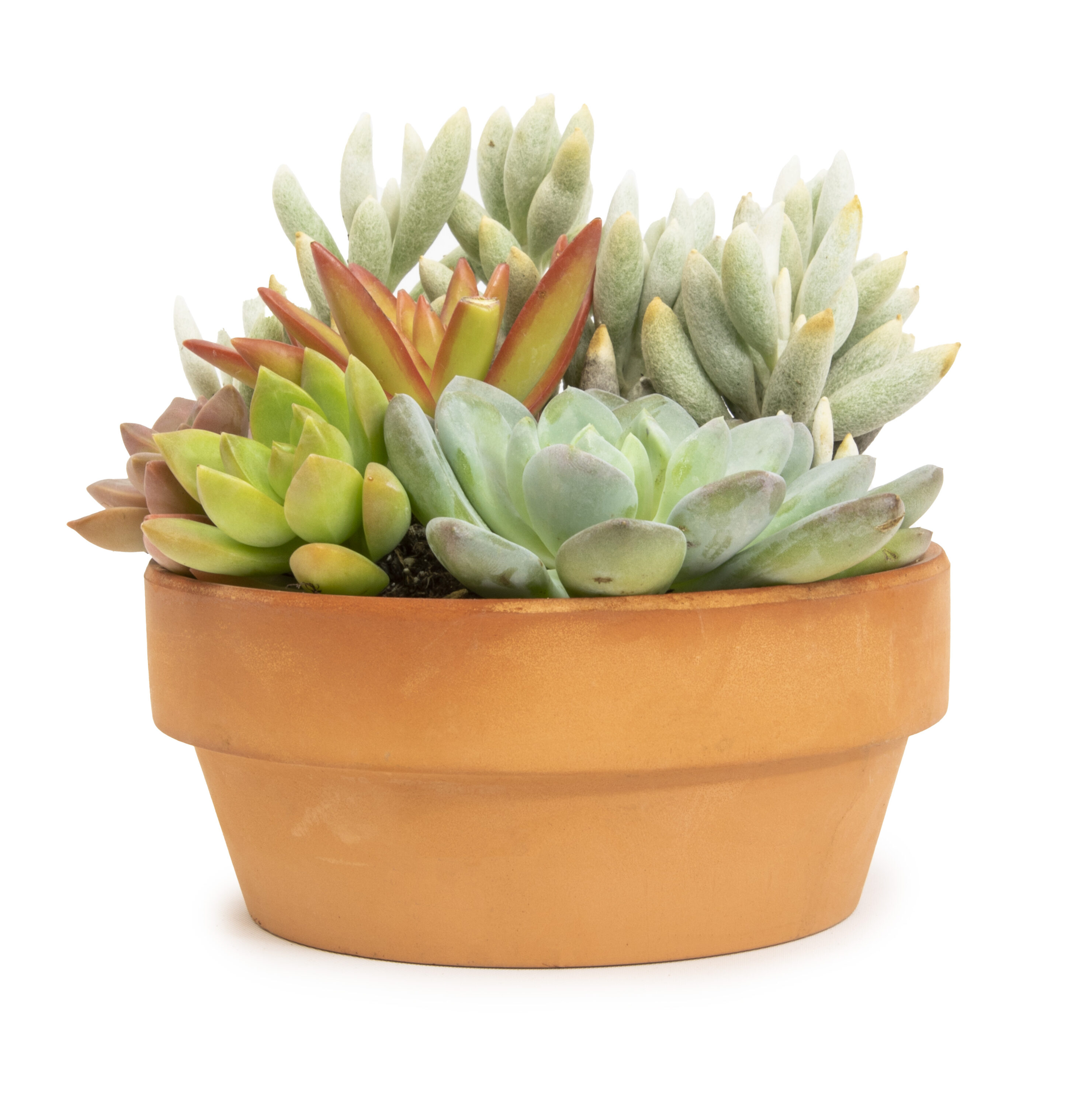 Altman Plants Succulents in 5-in Planter in the Succulents department ...