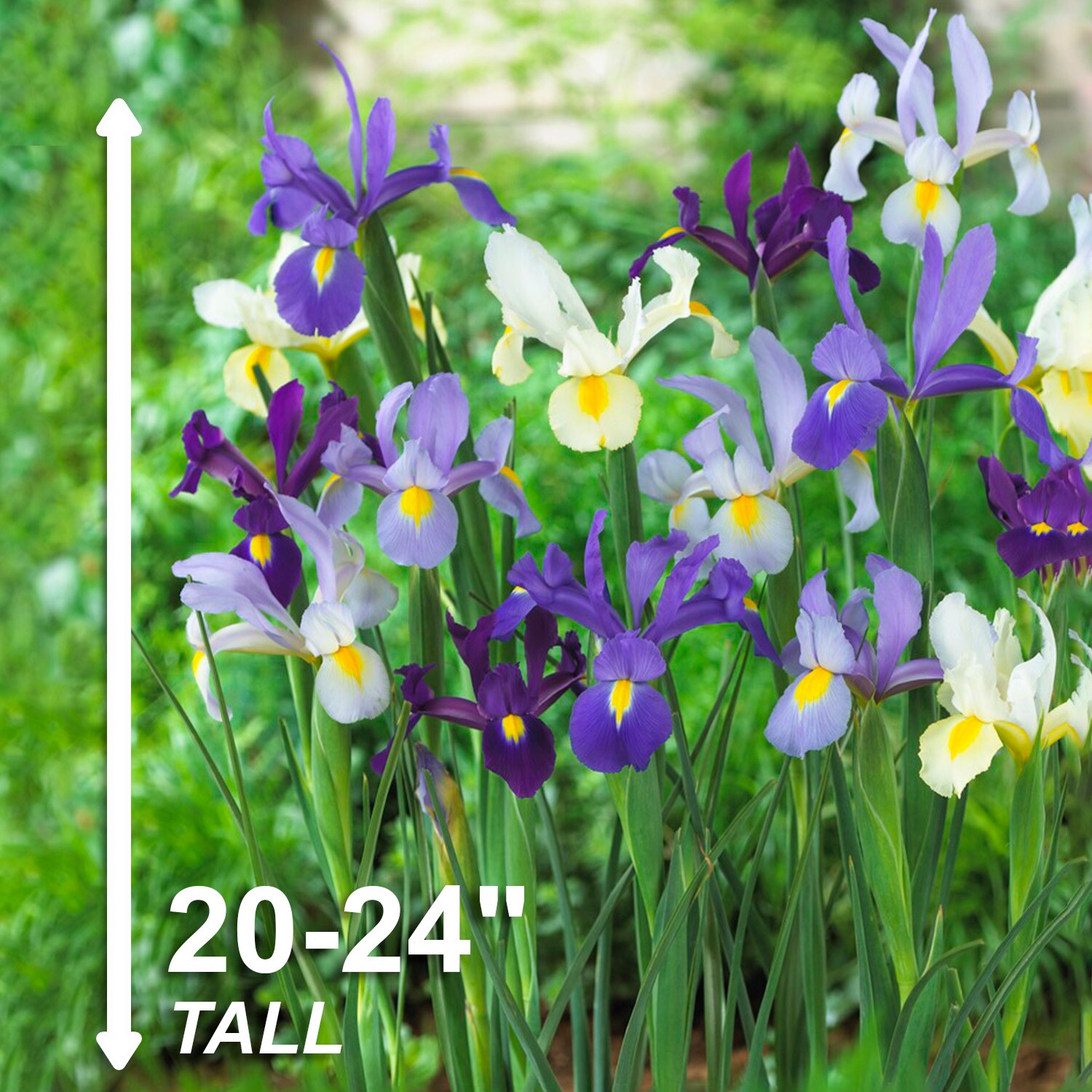 Garden State Bulb ECF-10-50 Plant-Bulbs - View #3
