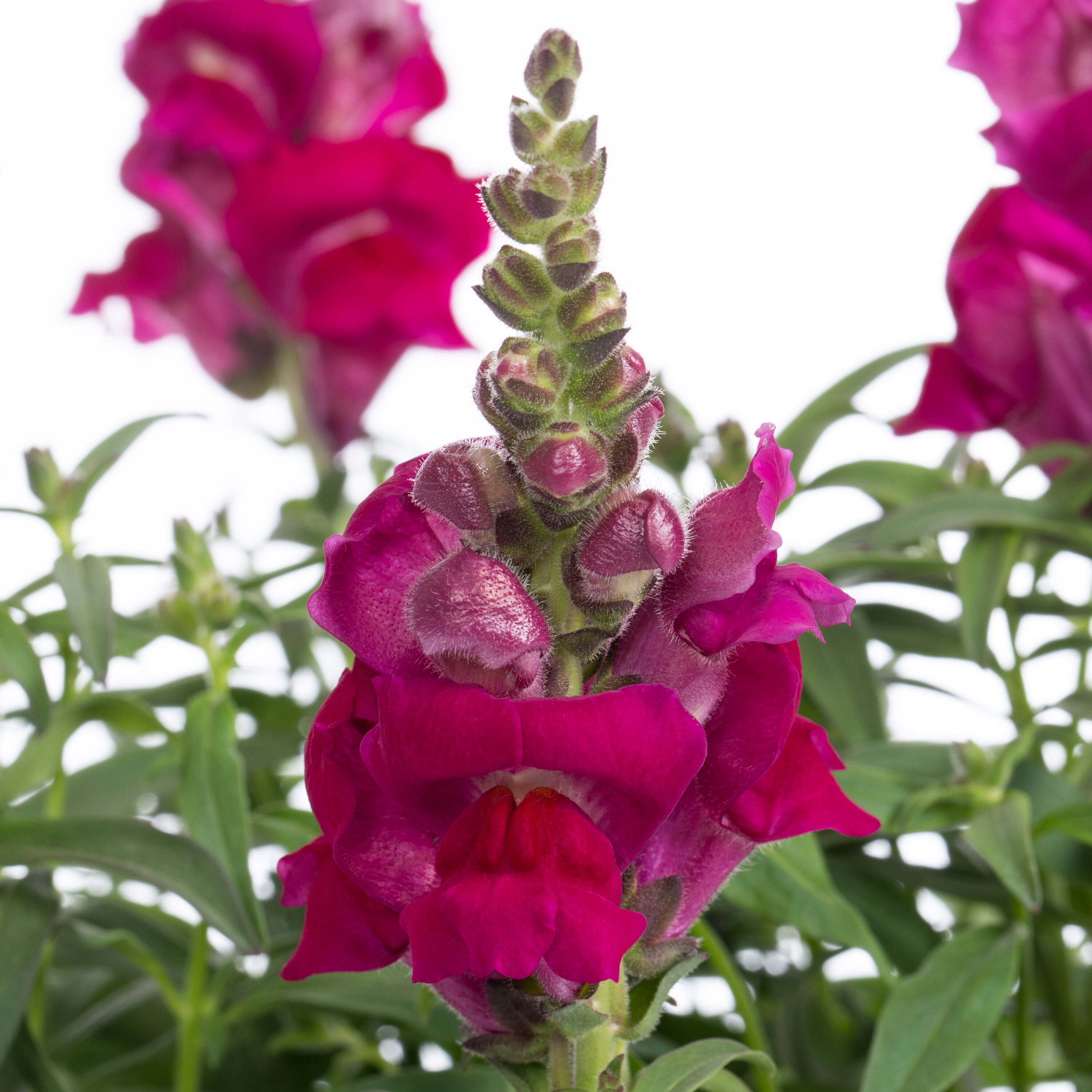Lowe's 465617 annuals - View #6