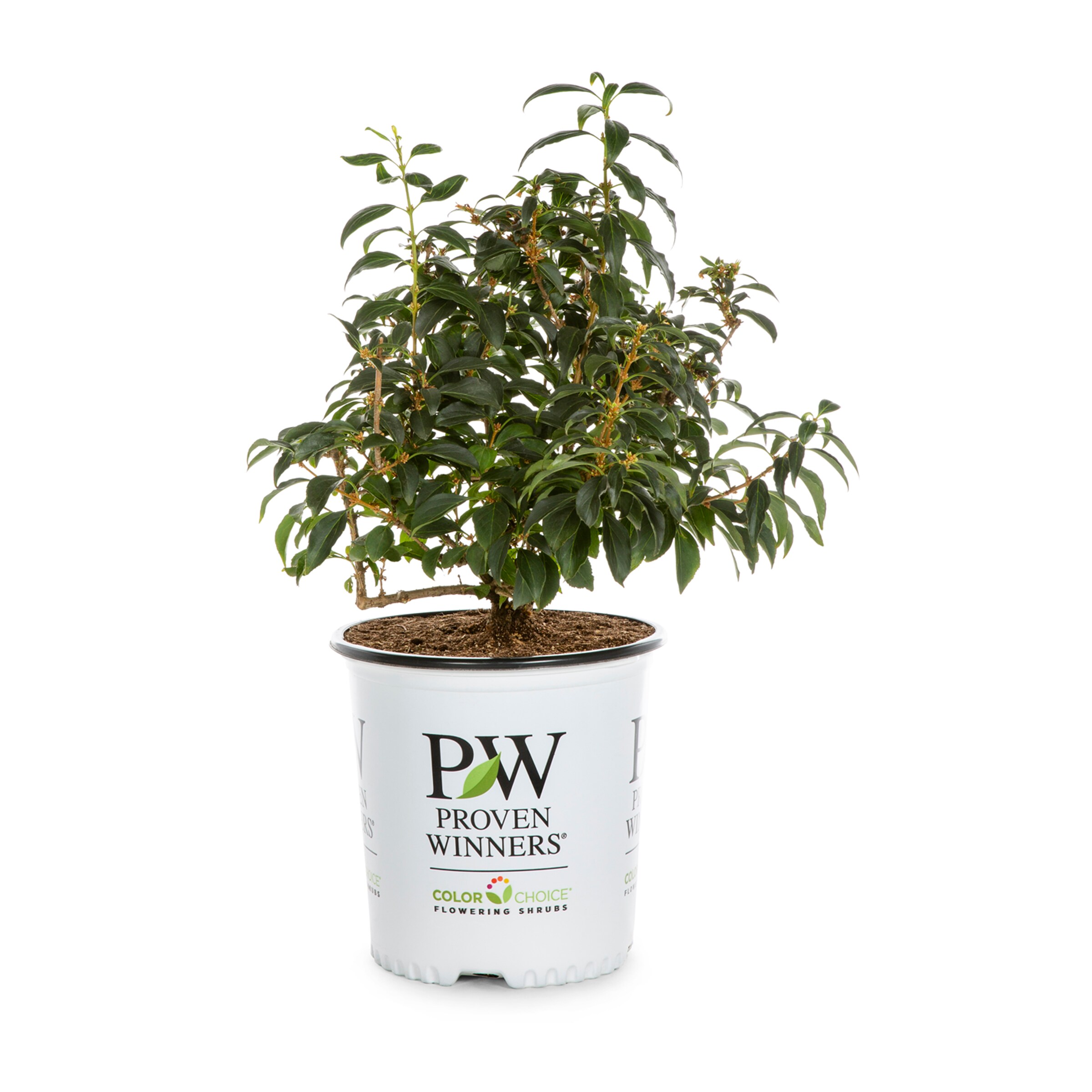 Proven Winners 660529 shrubs - View #2