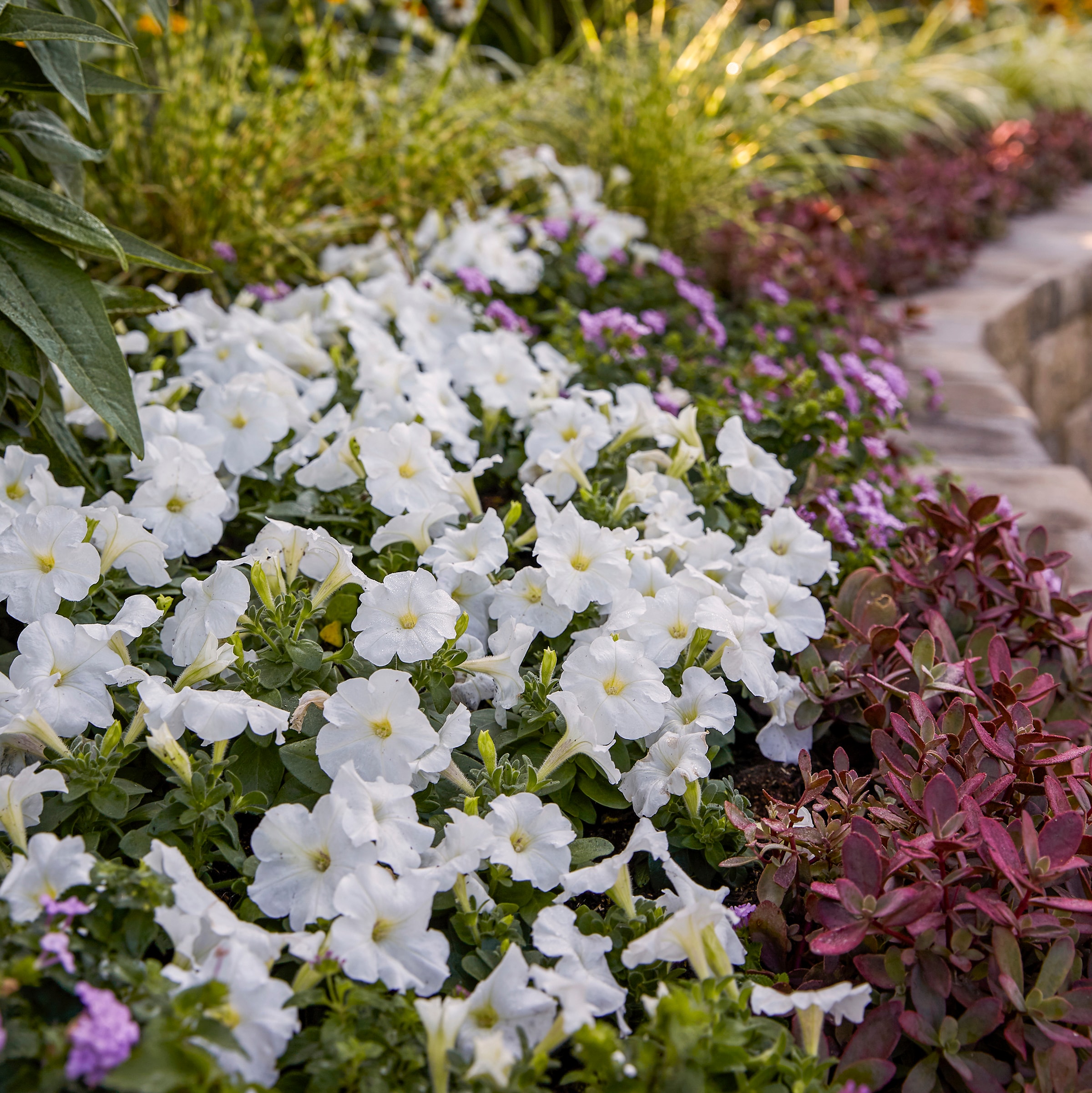 Lowe's NURSERY annuals - View #12