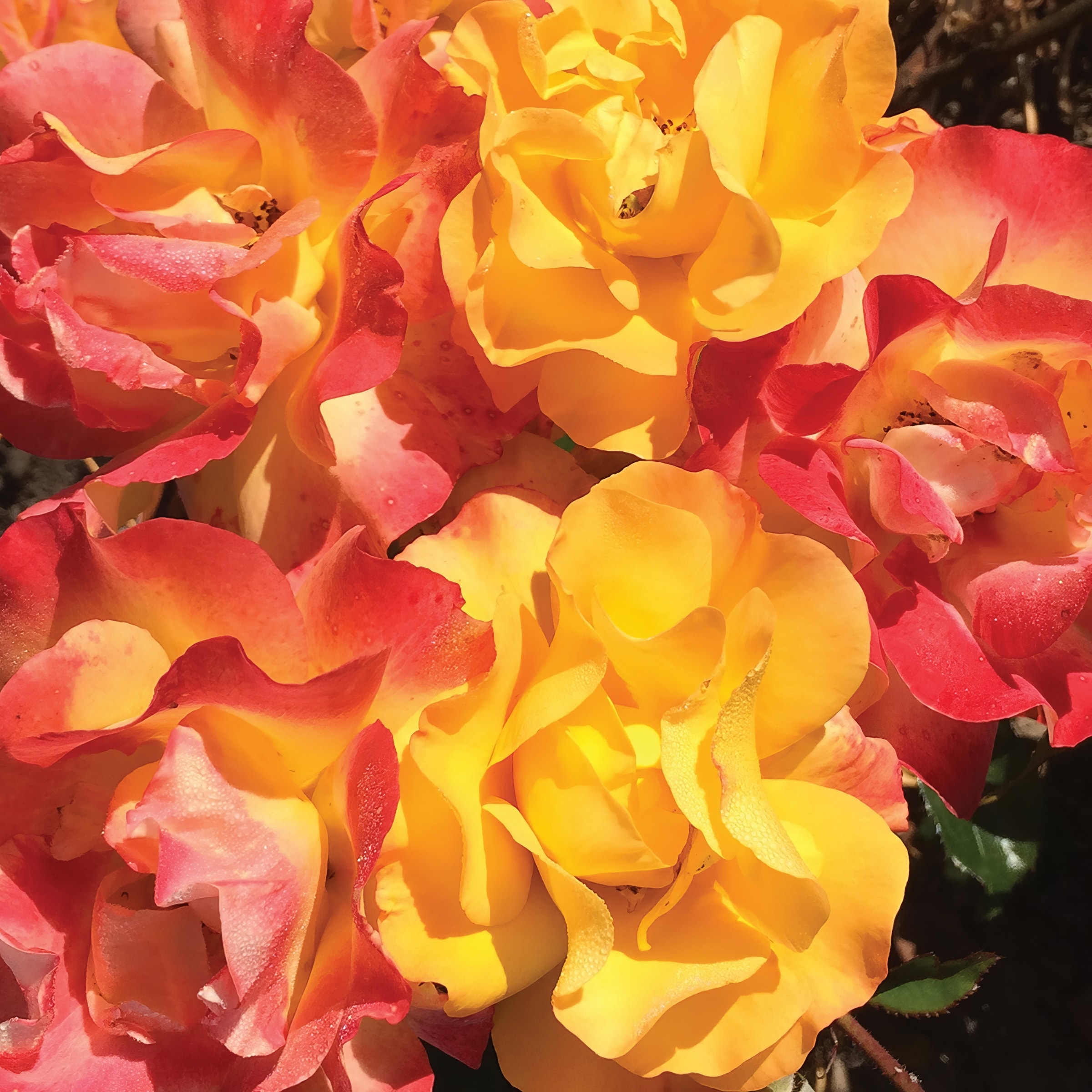 National Plant Network LW1594 roses - View #5