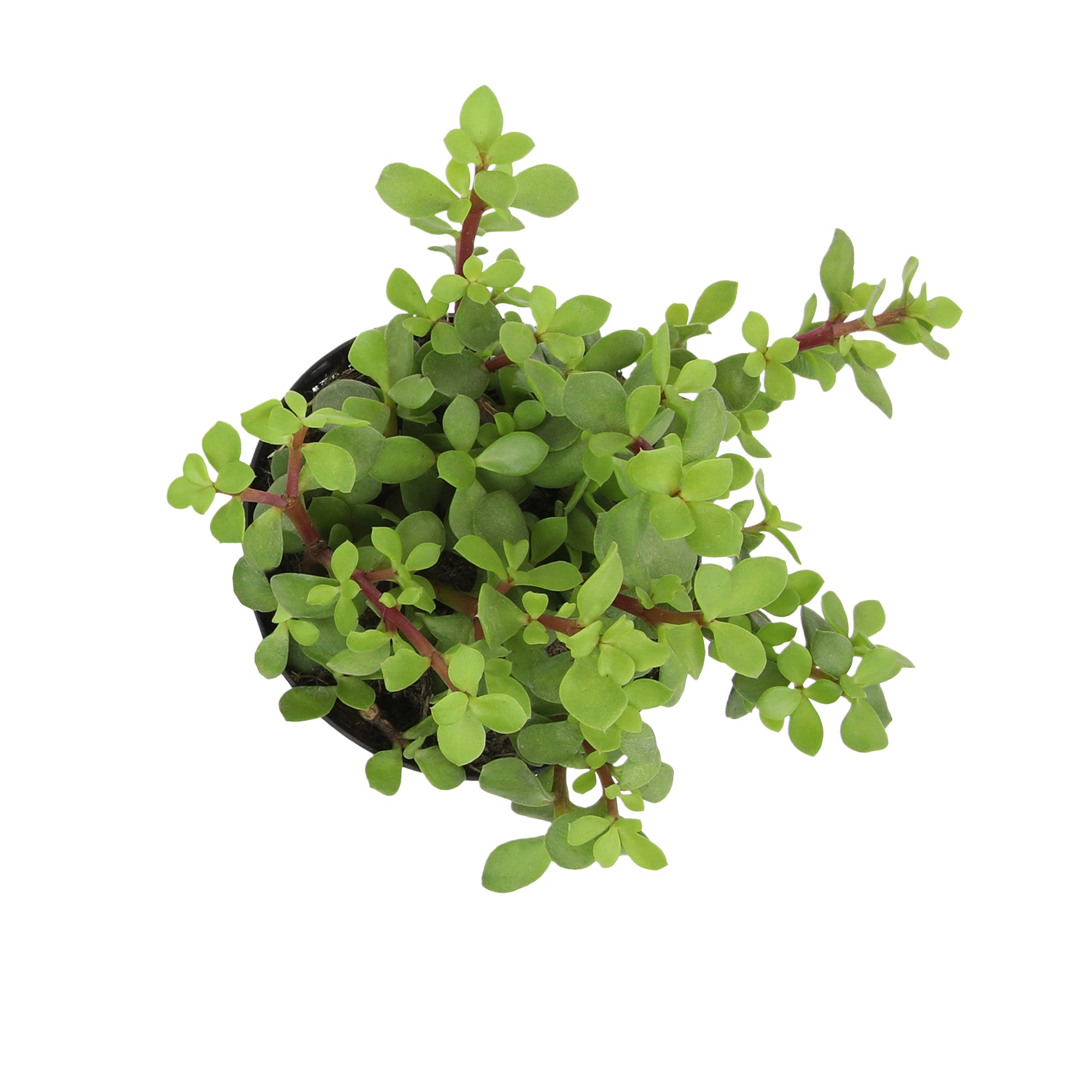 Lowe's 160778 hseplants - View #6