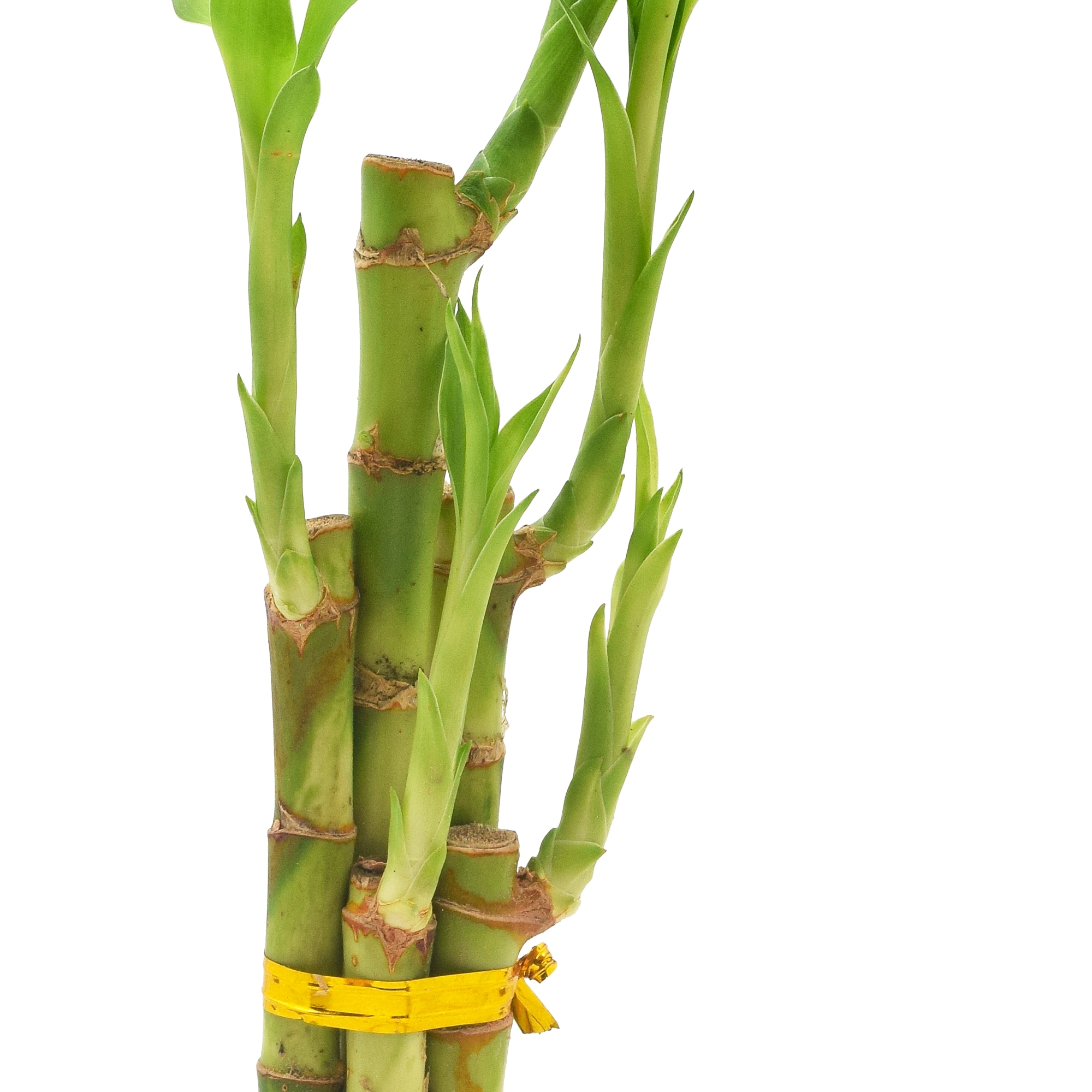 Small Green Lucky Bamboo in White Ceramic Planter
