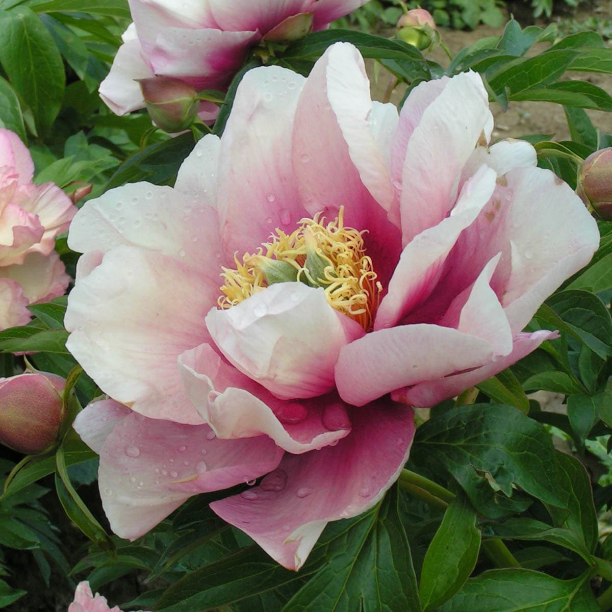 Breck's 87618 Pink Pastel Lilas Itoh Peony Plant in 1 -Pack Bareroot