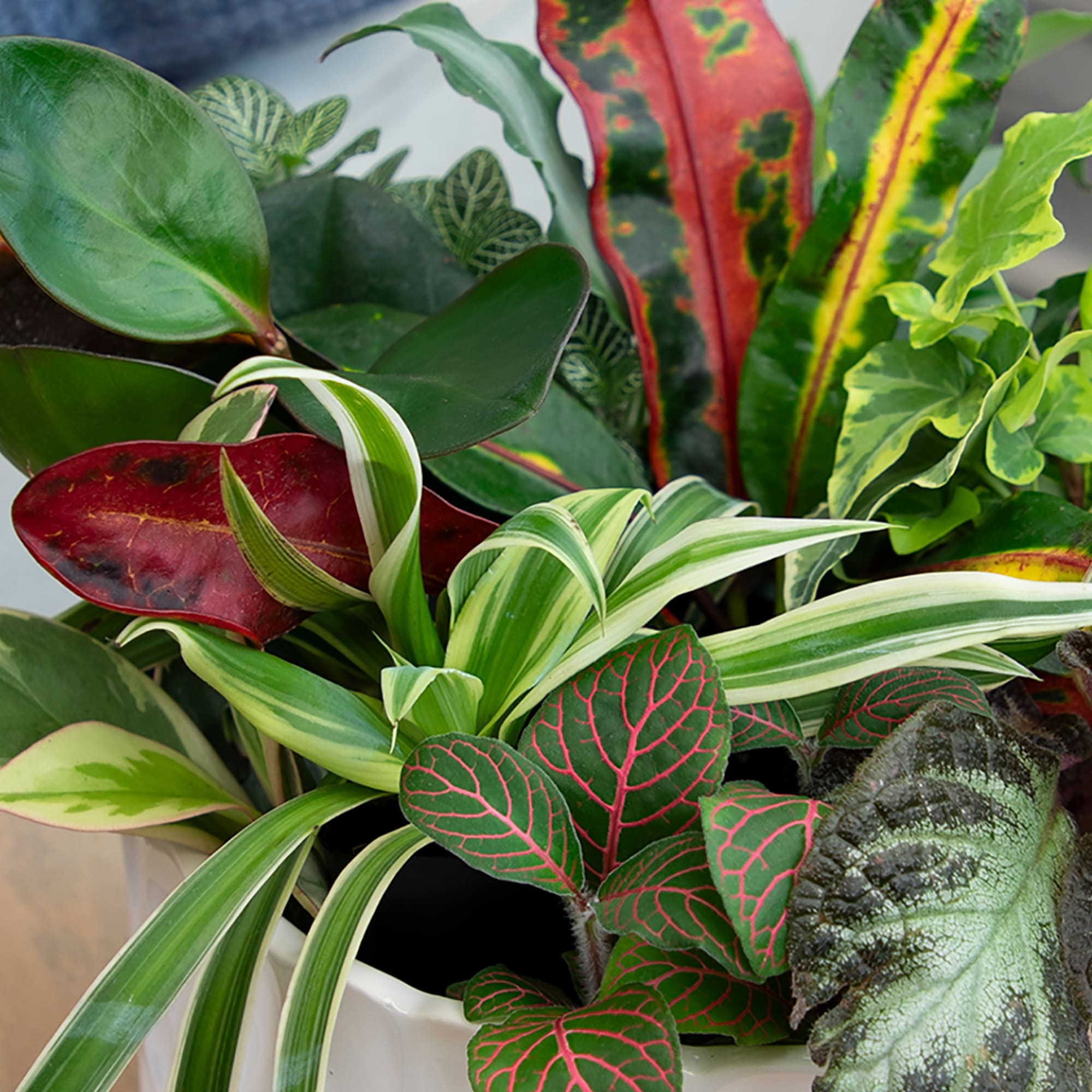 Altman Plants 0881360 hseplants - View #2