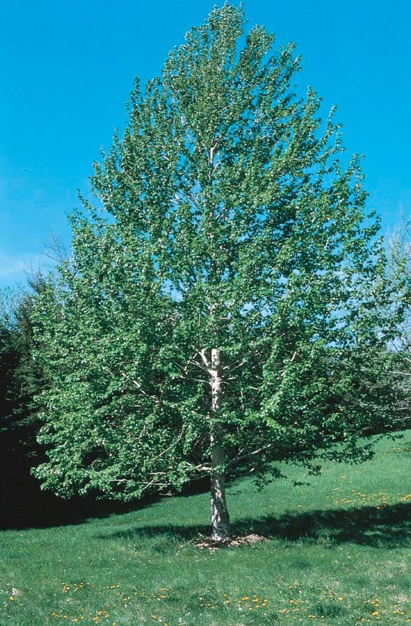 Lowe's 10.25-Gallons Shade Lanceleaf Cottonwood In Pot (With Soil) in ...