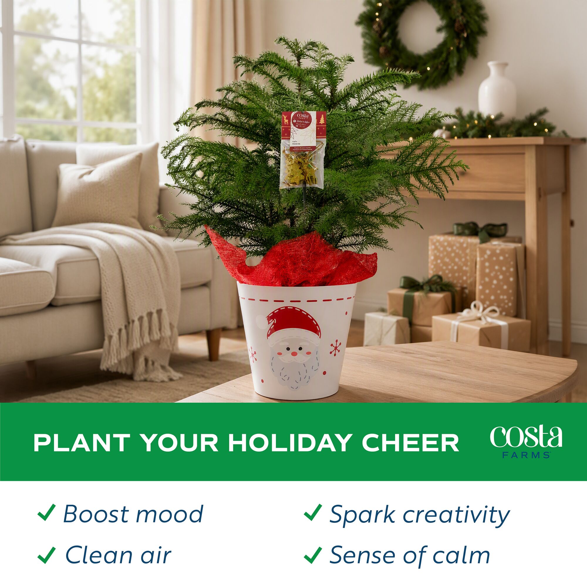 Costa Farms M-NIP-S-HGB-01-LW Fresh-Christmas-Plants - View #5