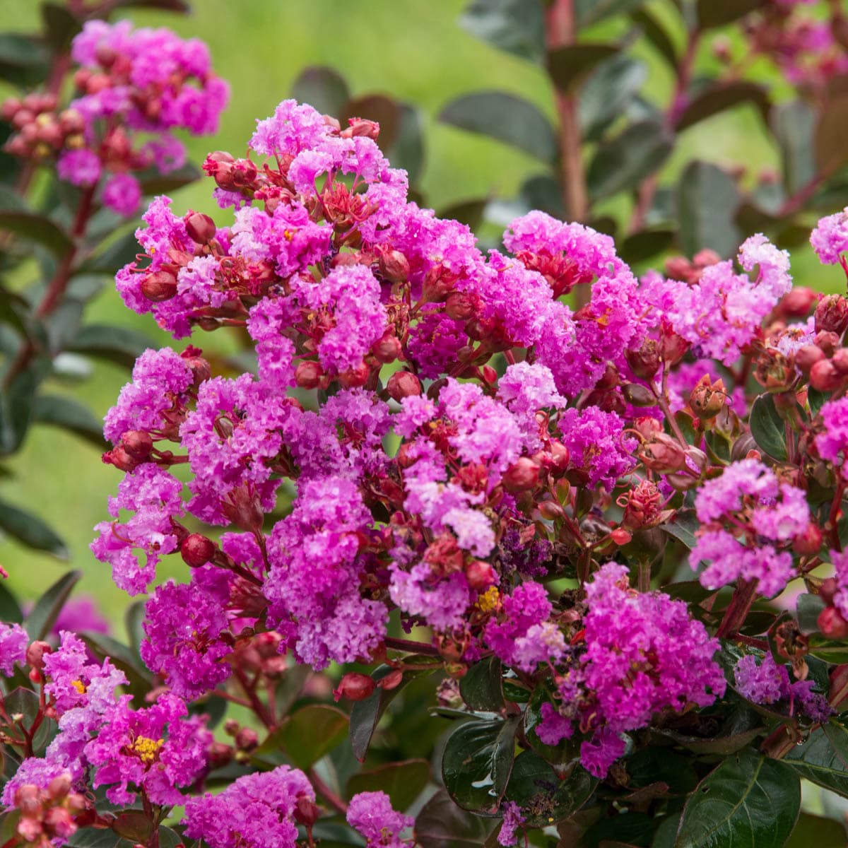 Northern Belle Fuchsia Crape Myrtle Shrubs at Lowes.com