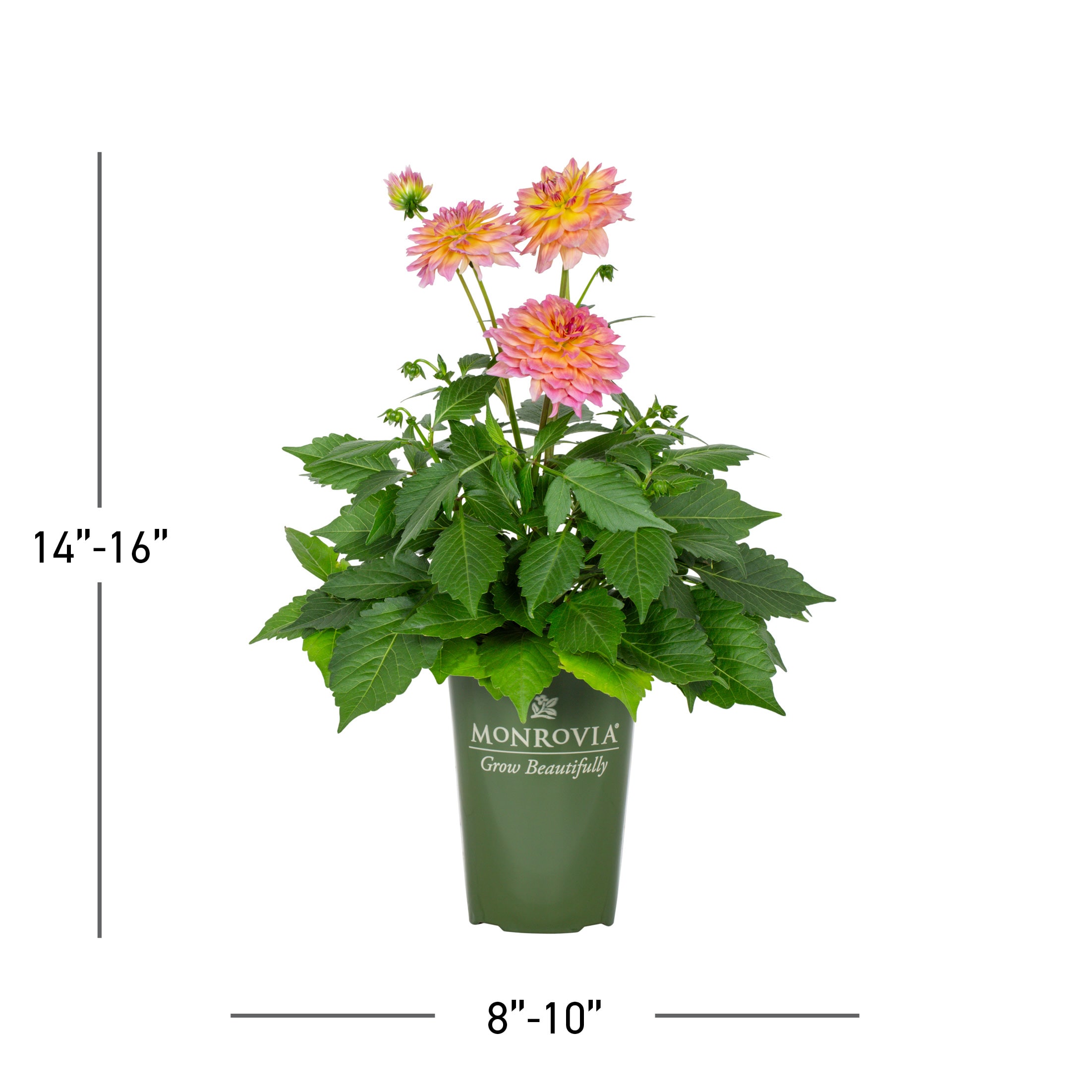  6039516 annuals - View #4