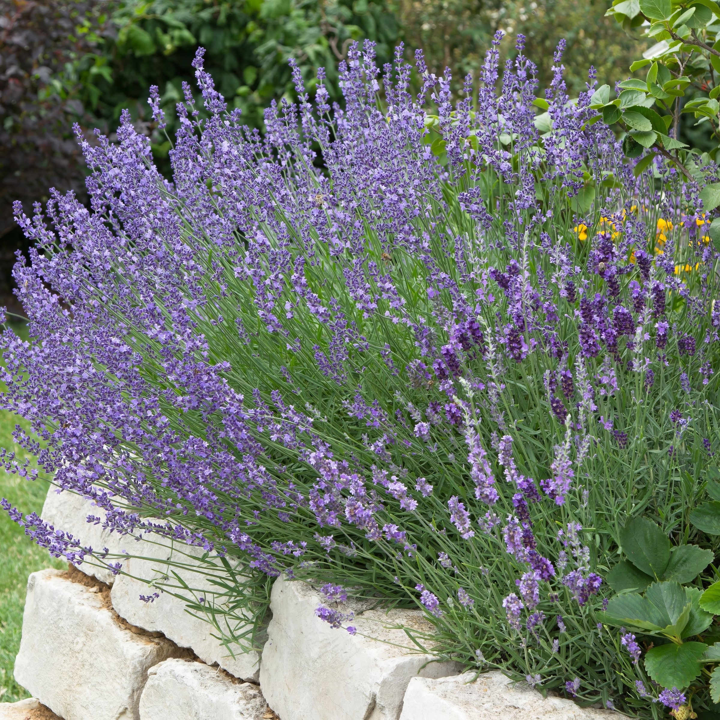 National Plant Network LW2582 annuals - View #8