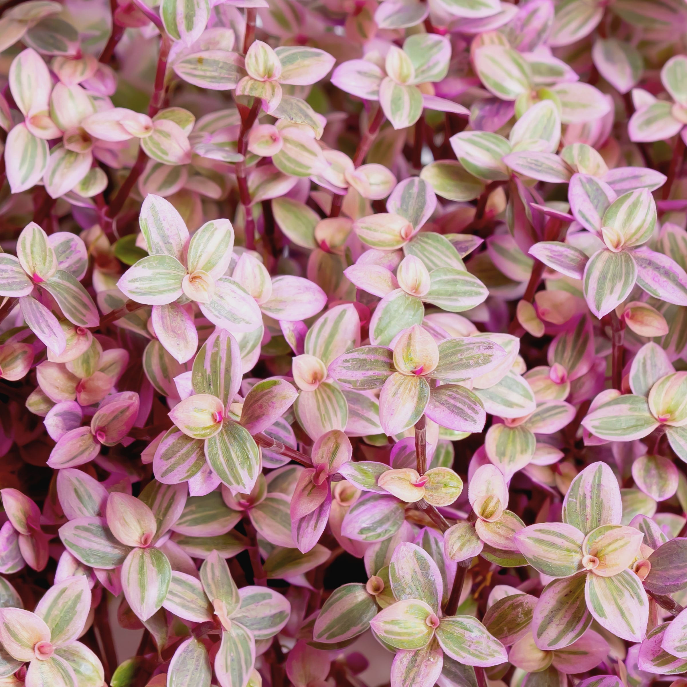 National Plant Network LW1754 Pink Spiderwort House plant in 4 Inch(es) Pot 3 -Pack
