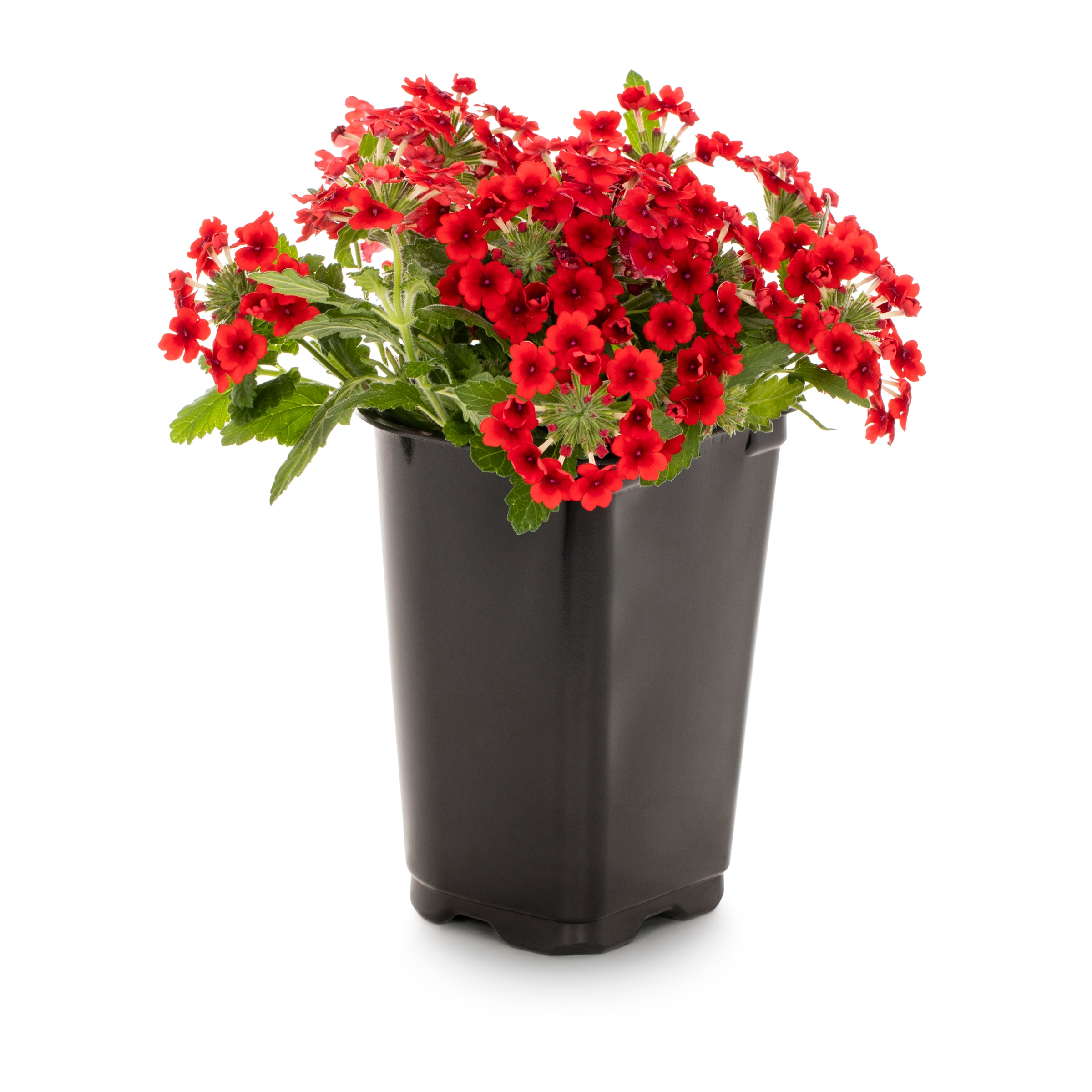 Lowe's 72661 Multicolor Verbena in 1.0 Pint Pot 1 -Pack