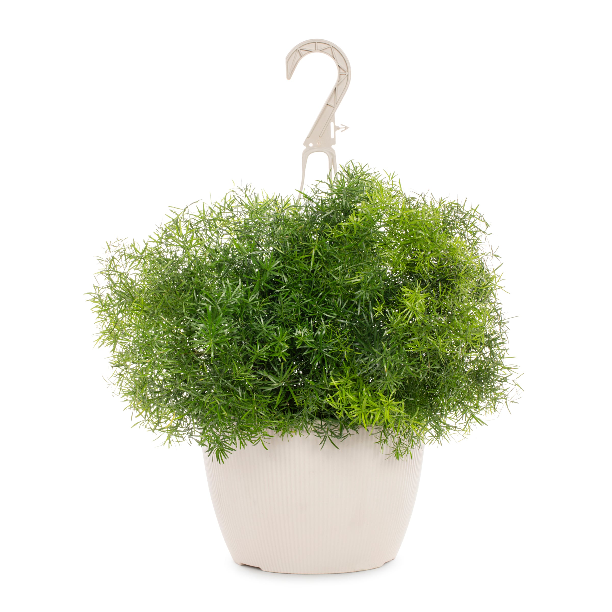 Lowe's NURSERY Multicolor Asparagus Fern in 1.5 Gallon(s) Hanging basket 1 -Pack