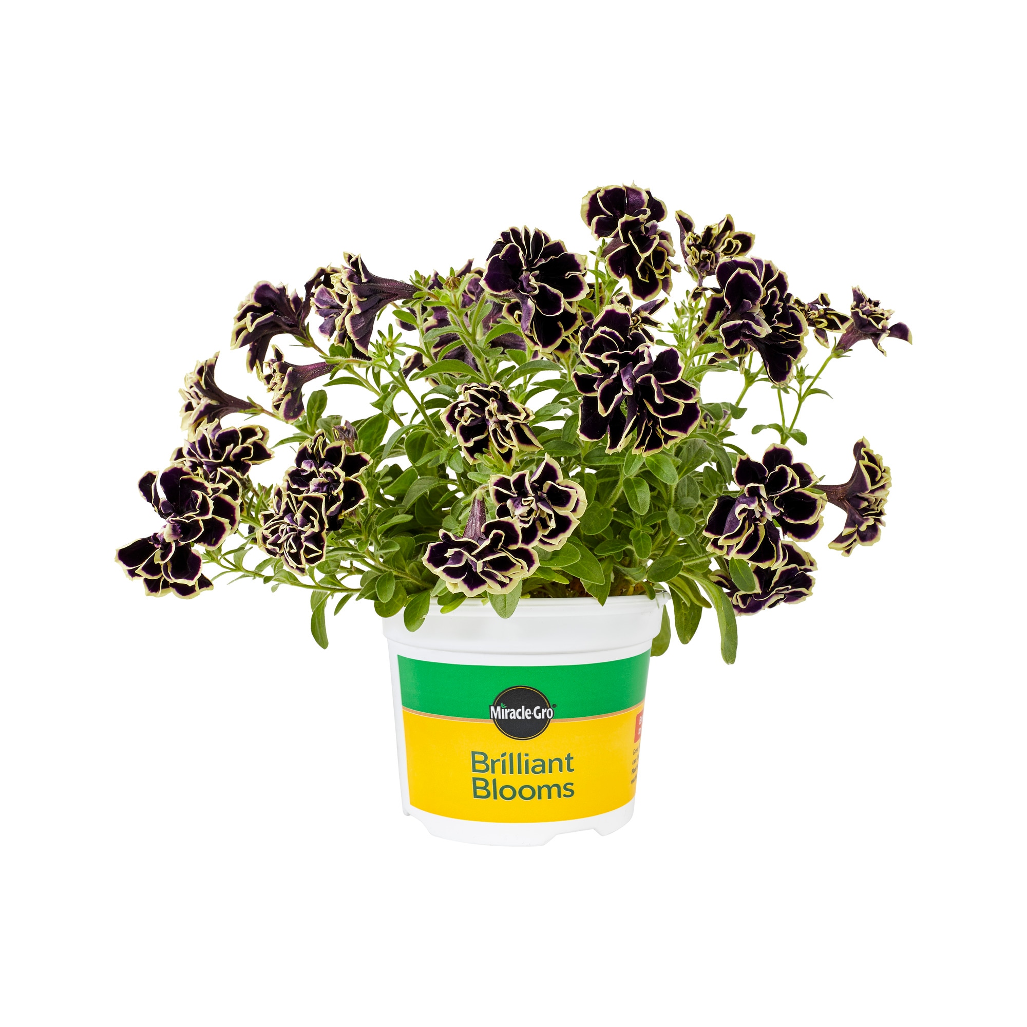 Miracle-Gro 203427 Multicolor Brilliant Blooms Midnight Gold Petunia in 25-oz Pot