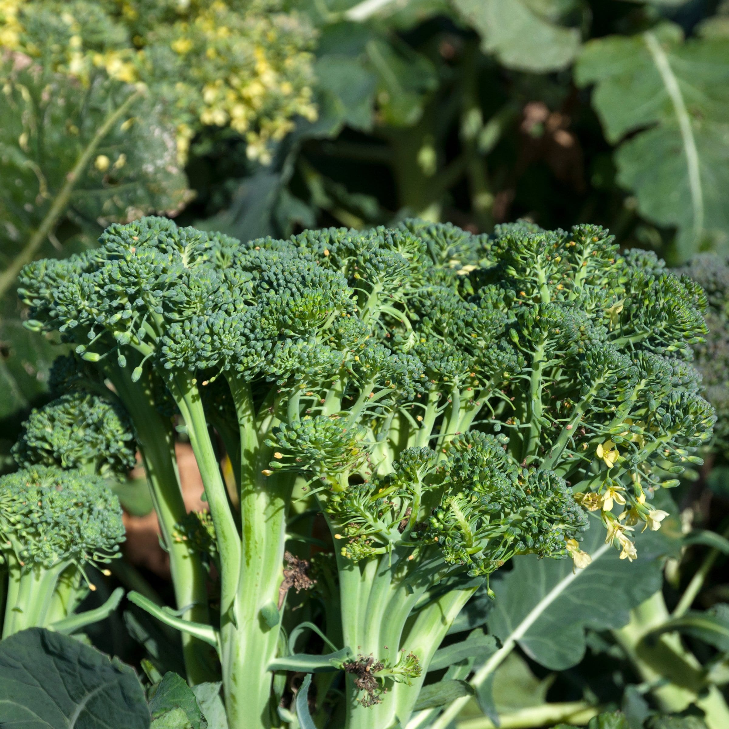 National Plant Network LW2275 Vegetable-Plants - View #2