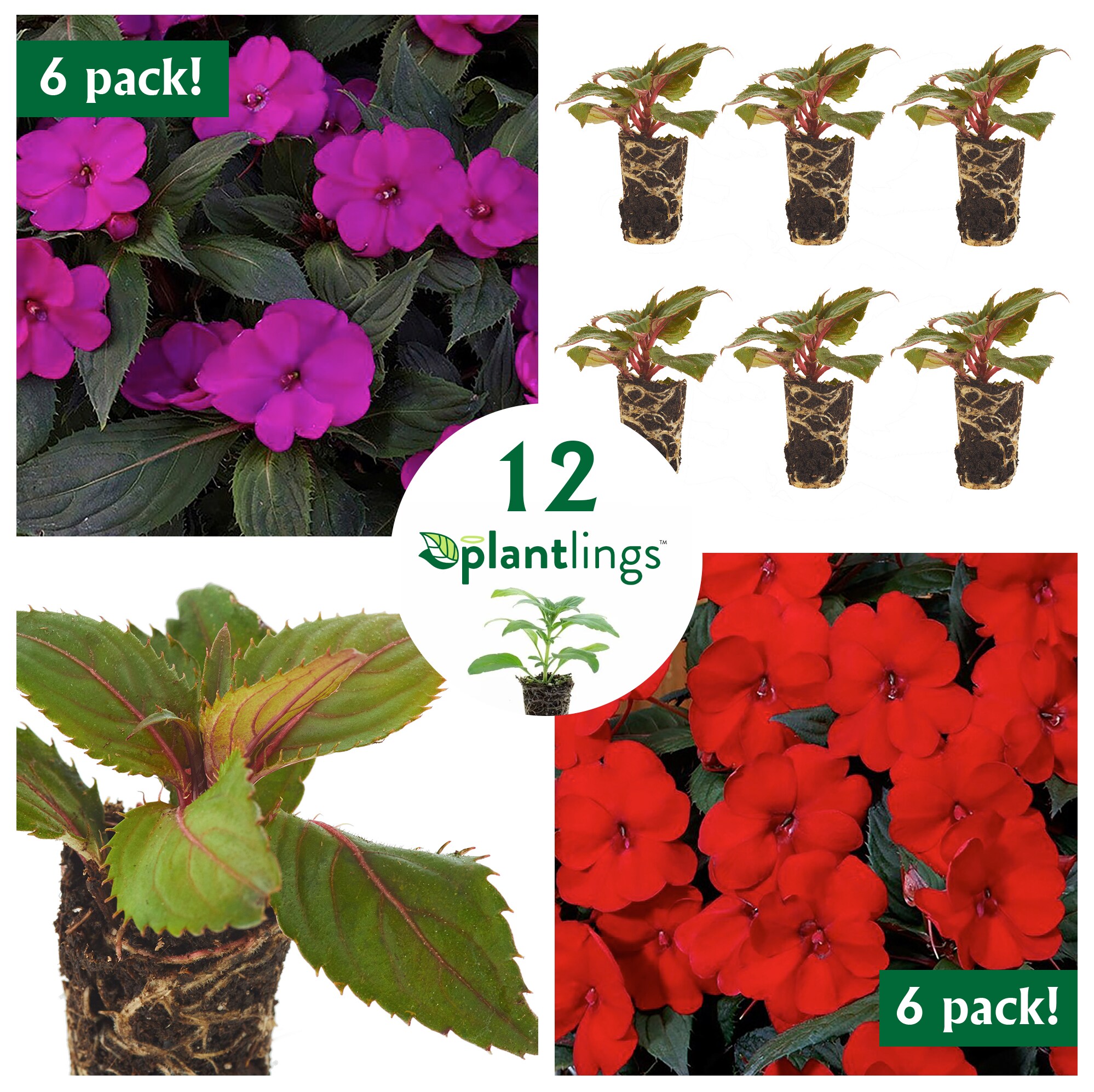 SunPatiens Full sun (6+ hours direct sun) Plants, Bulbs & Seeds at ...