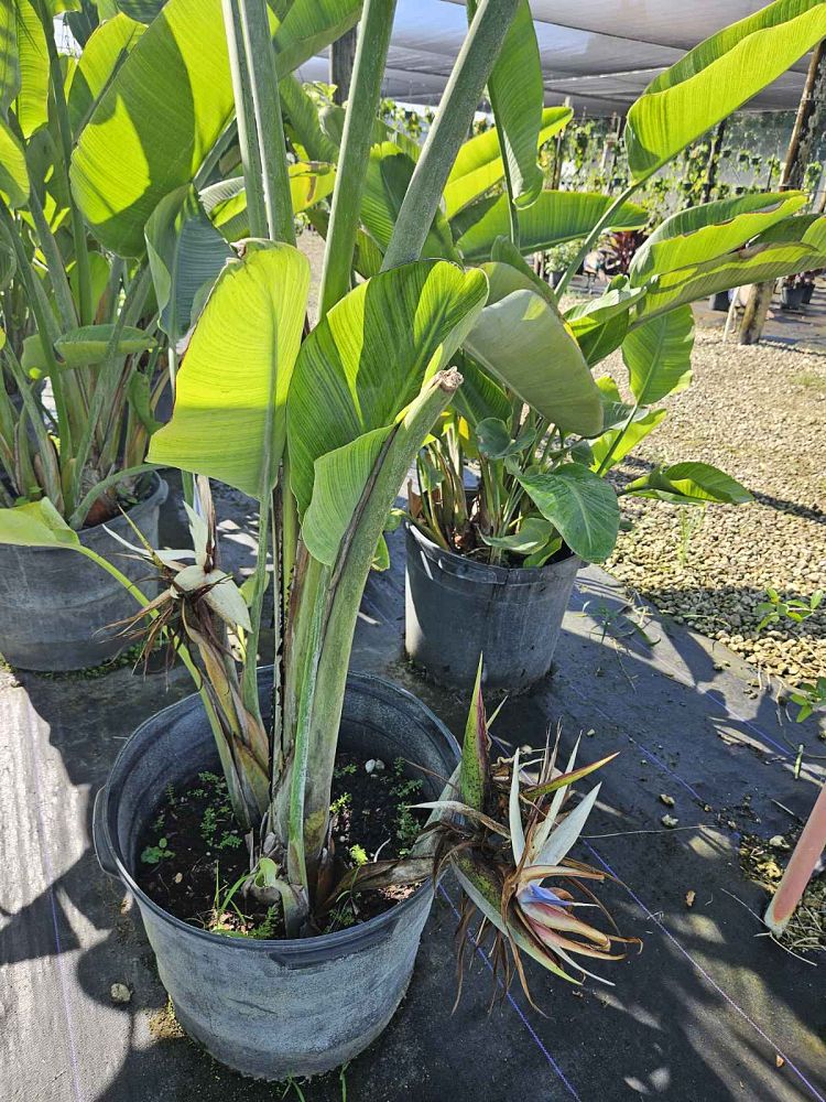 Lowe's NURSERY perennials - View #2