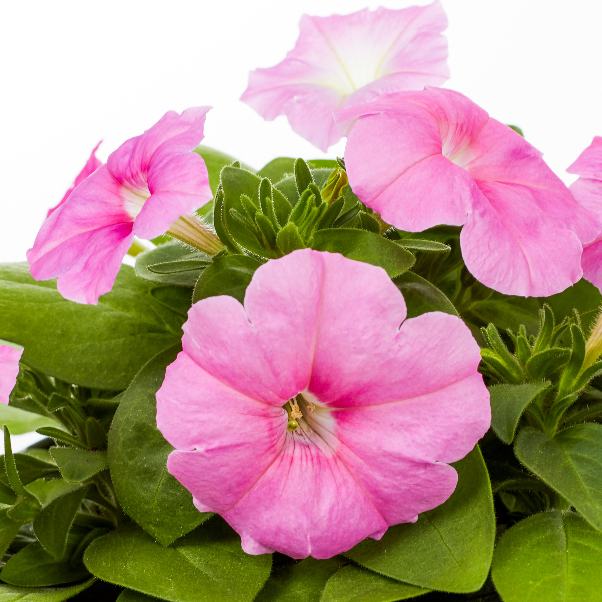  NURSERY annuals - View #12