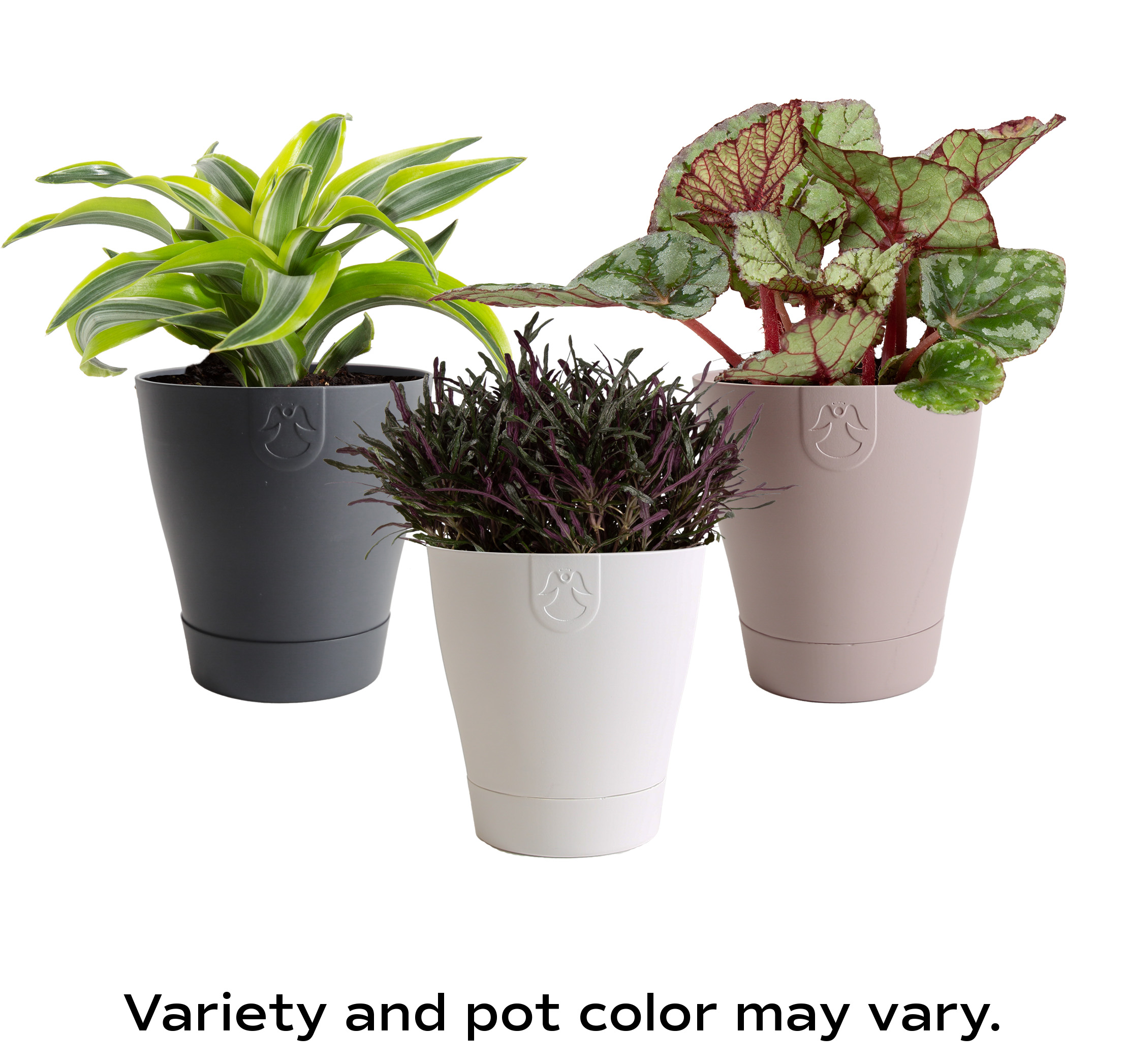 Costa Farms Assorted Exotic Angel House plant in 10 Ounce(s) Planter 1 -Pack