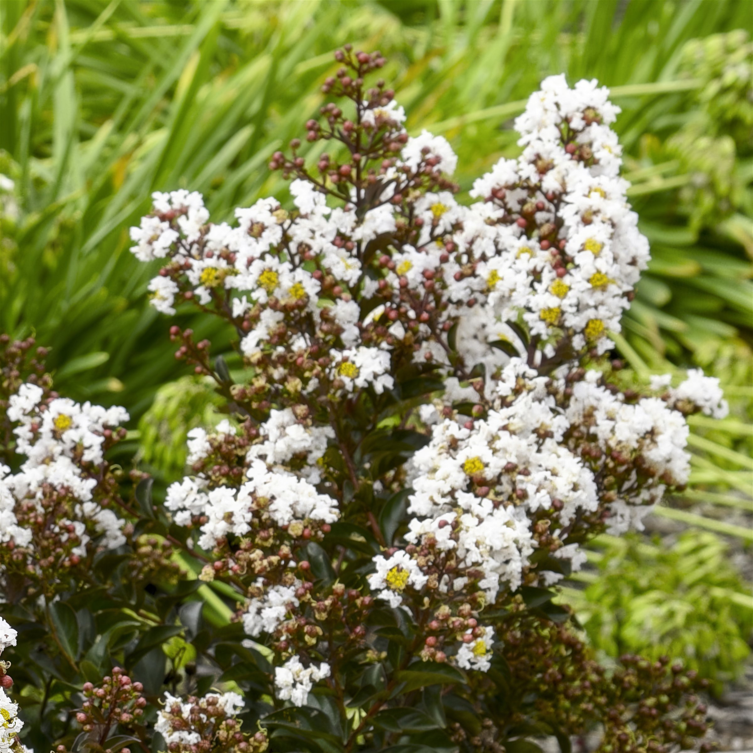 National Plant Network LW1835 shrubs - View #7