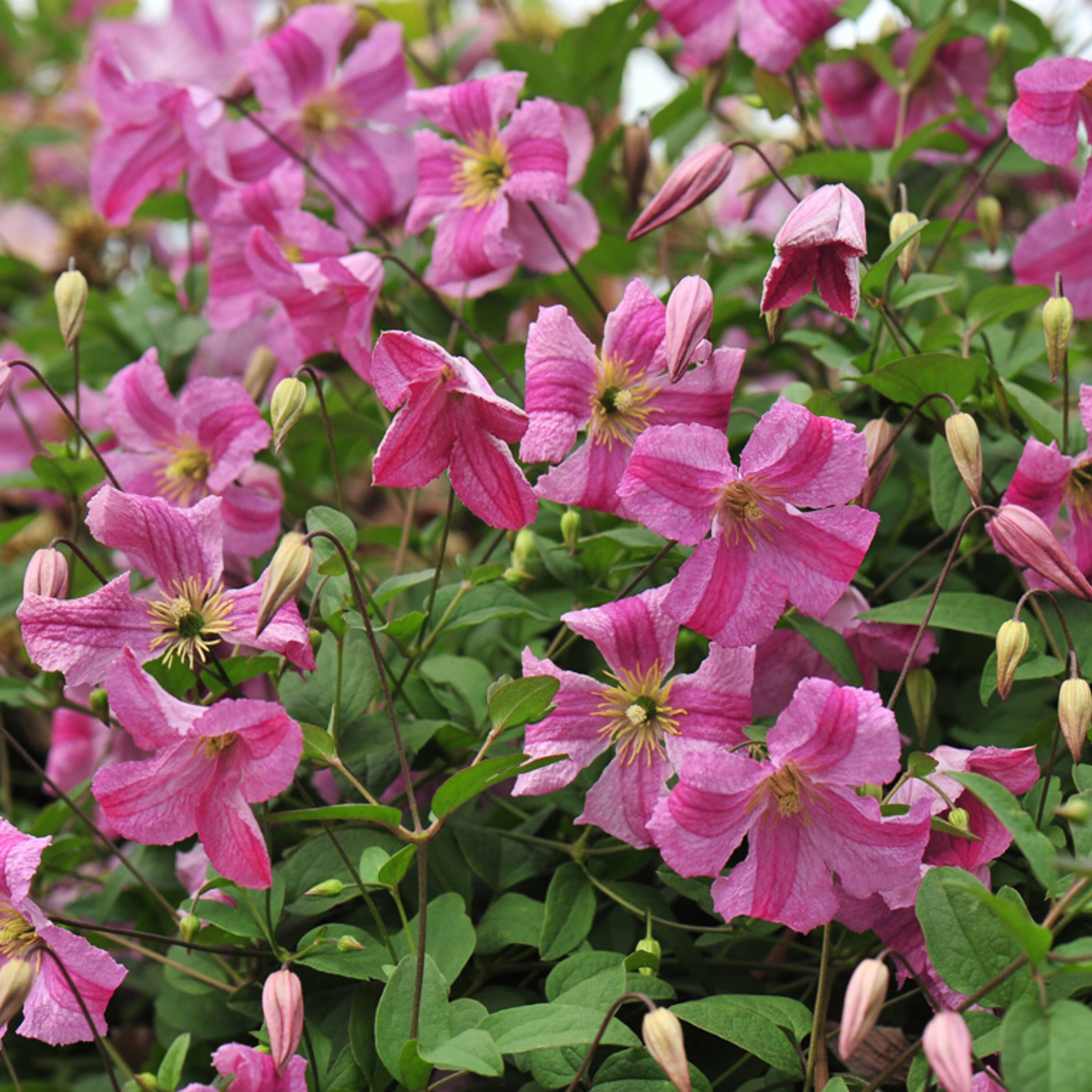 Proven Winners Pink Mink Clematis Flowering Shrub in 1-Quart Pot in the ...