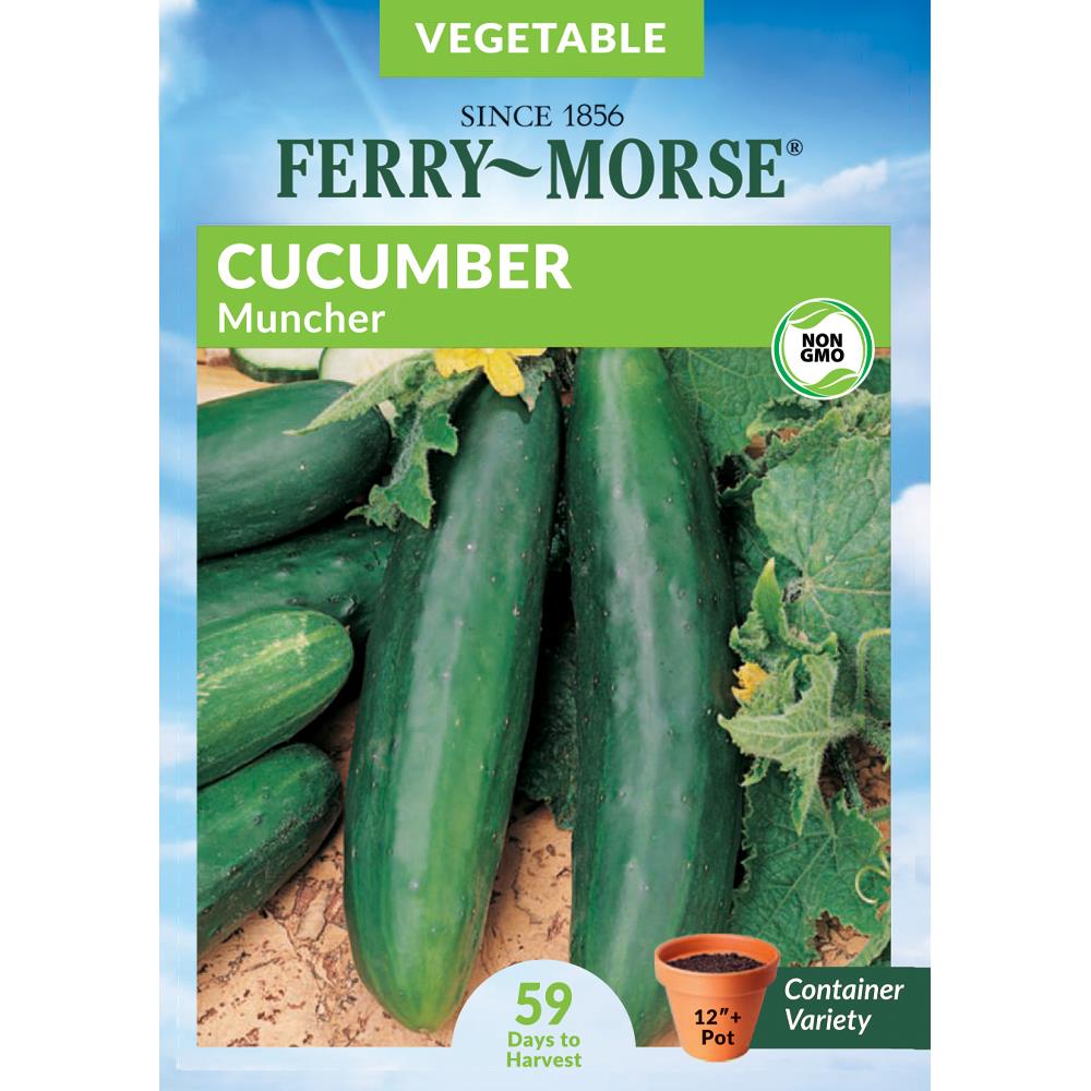 Muncher Cucumber Seeds for Planting 3 Packets