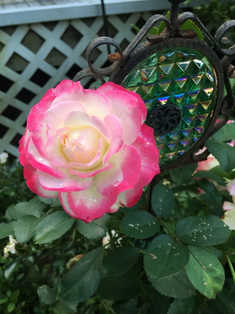 Spring Hill Nurseries 78579 roses - View #4