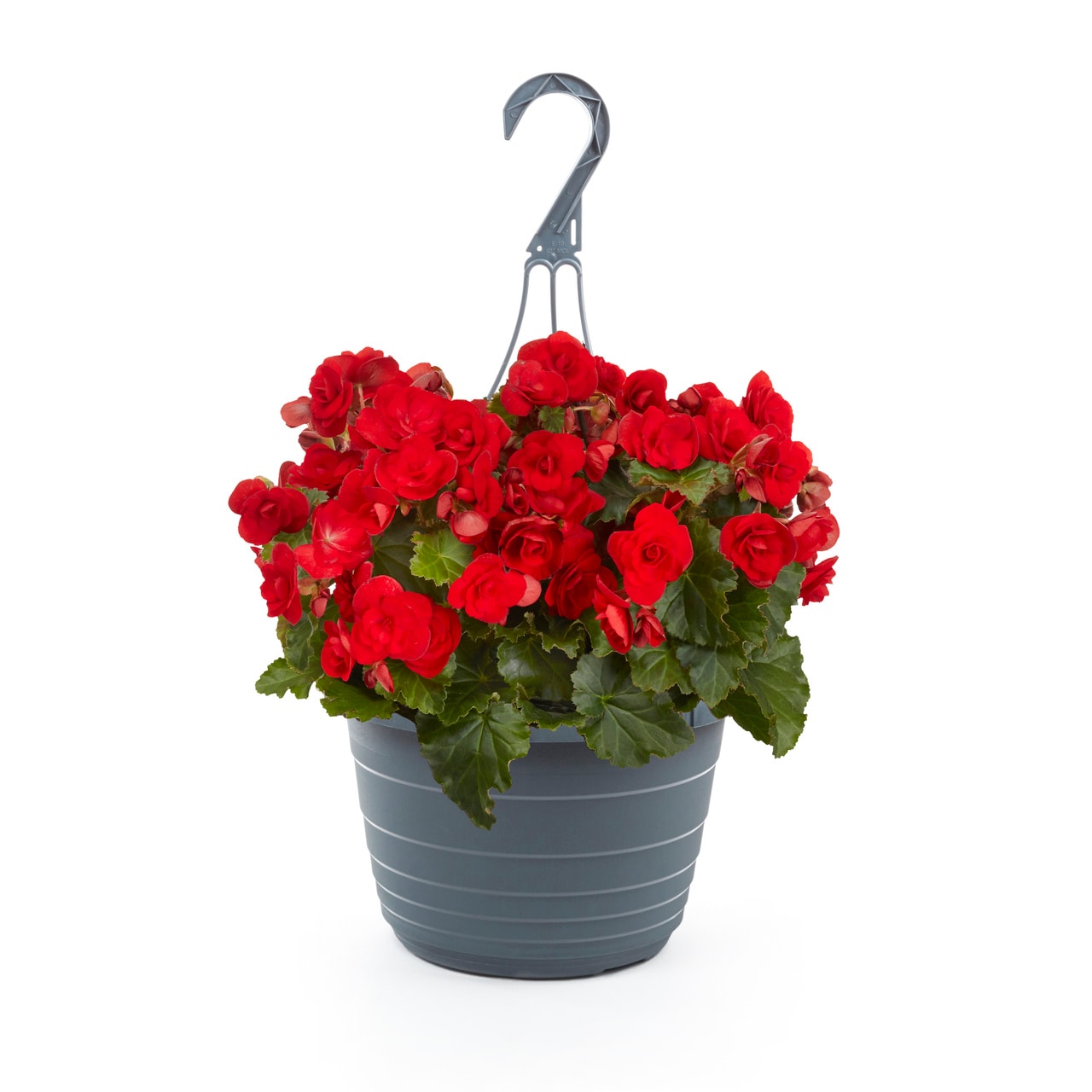 Metrolina Greenhouses Red Begonia in 1.5-Gallon (s) Hanging Basket