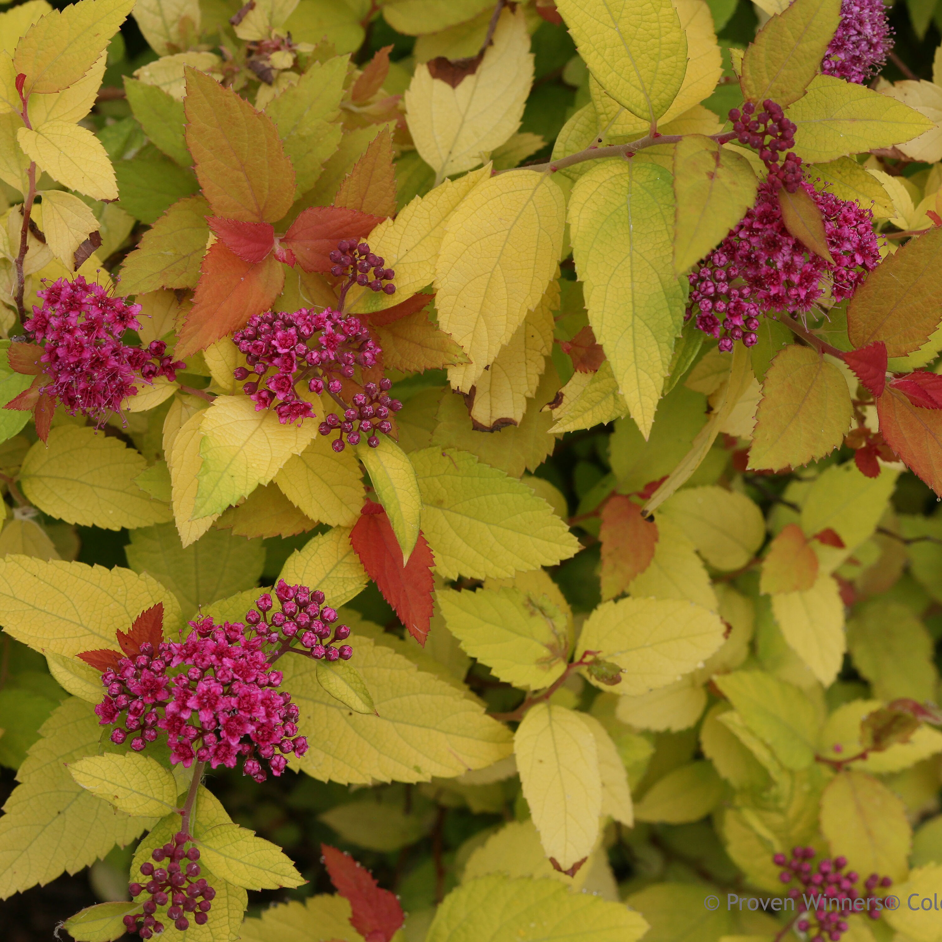 Proven Winners Purple Double Play Candy Corn Spirea (Spiraea) Flowering ...