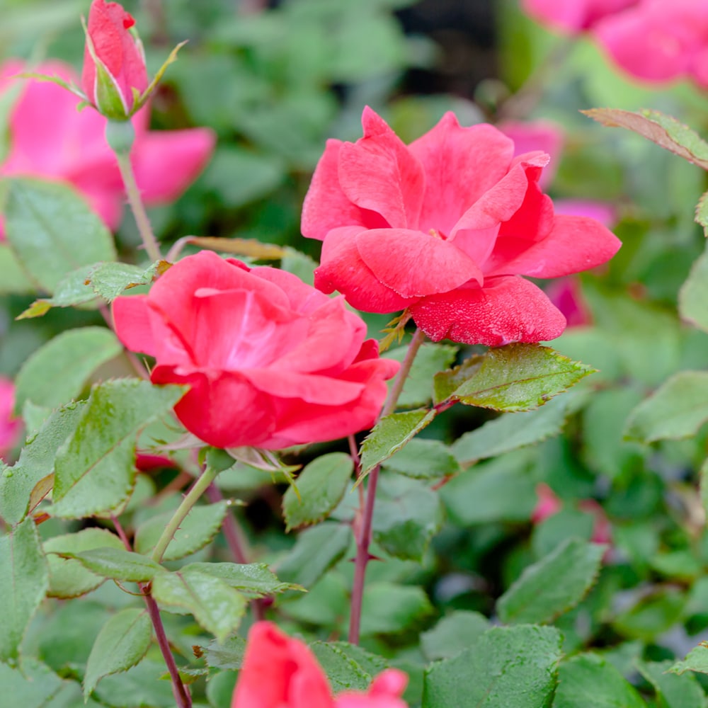 Perfect Plants LODOUBLEREDKOROSE1G roses - View #5