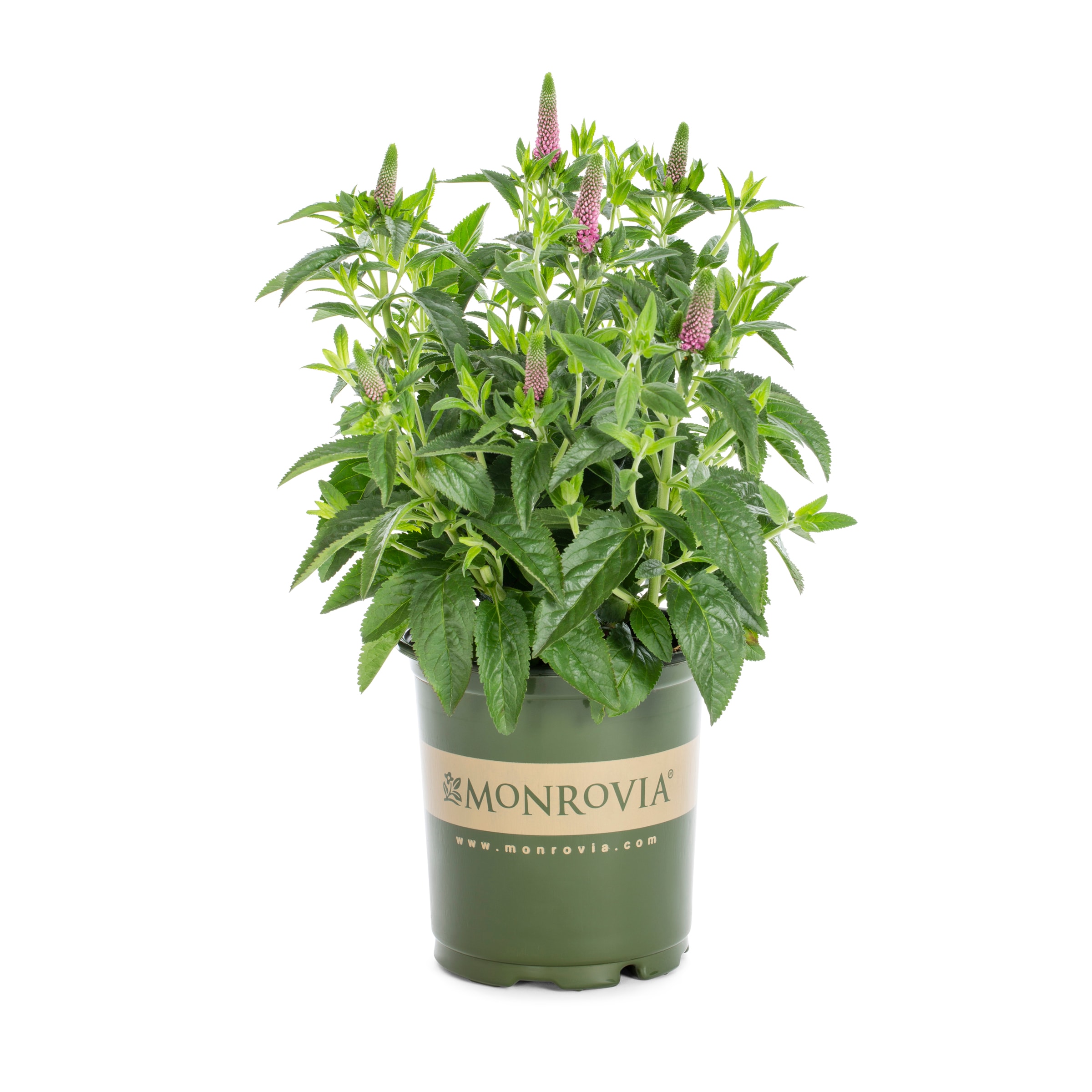 Lowe's NURSERY Pink First Love Speedwell Plant in 2 -Quart Pot 1 -Pack