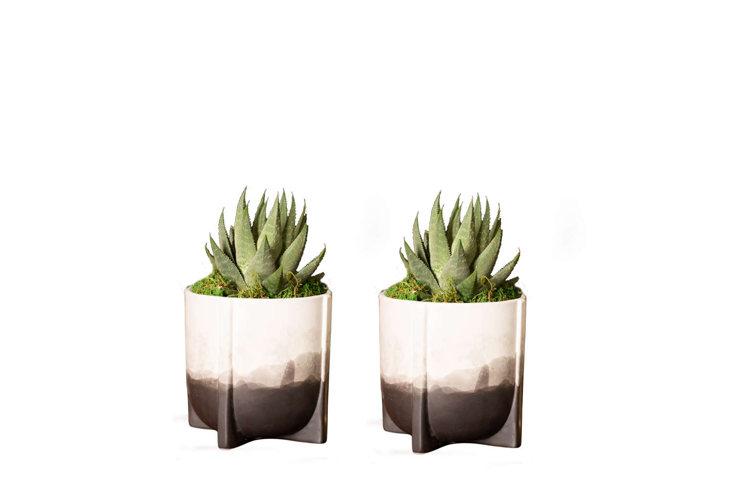 cactus and plant pots 9357097 PNG