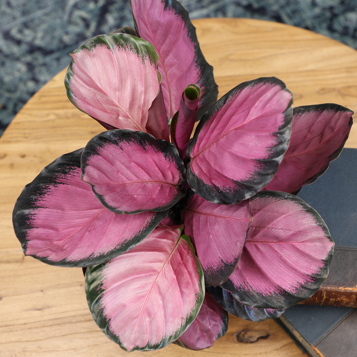 Calathea Roseopicta Purple Rose in Black Plastic Planter
