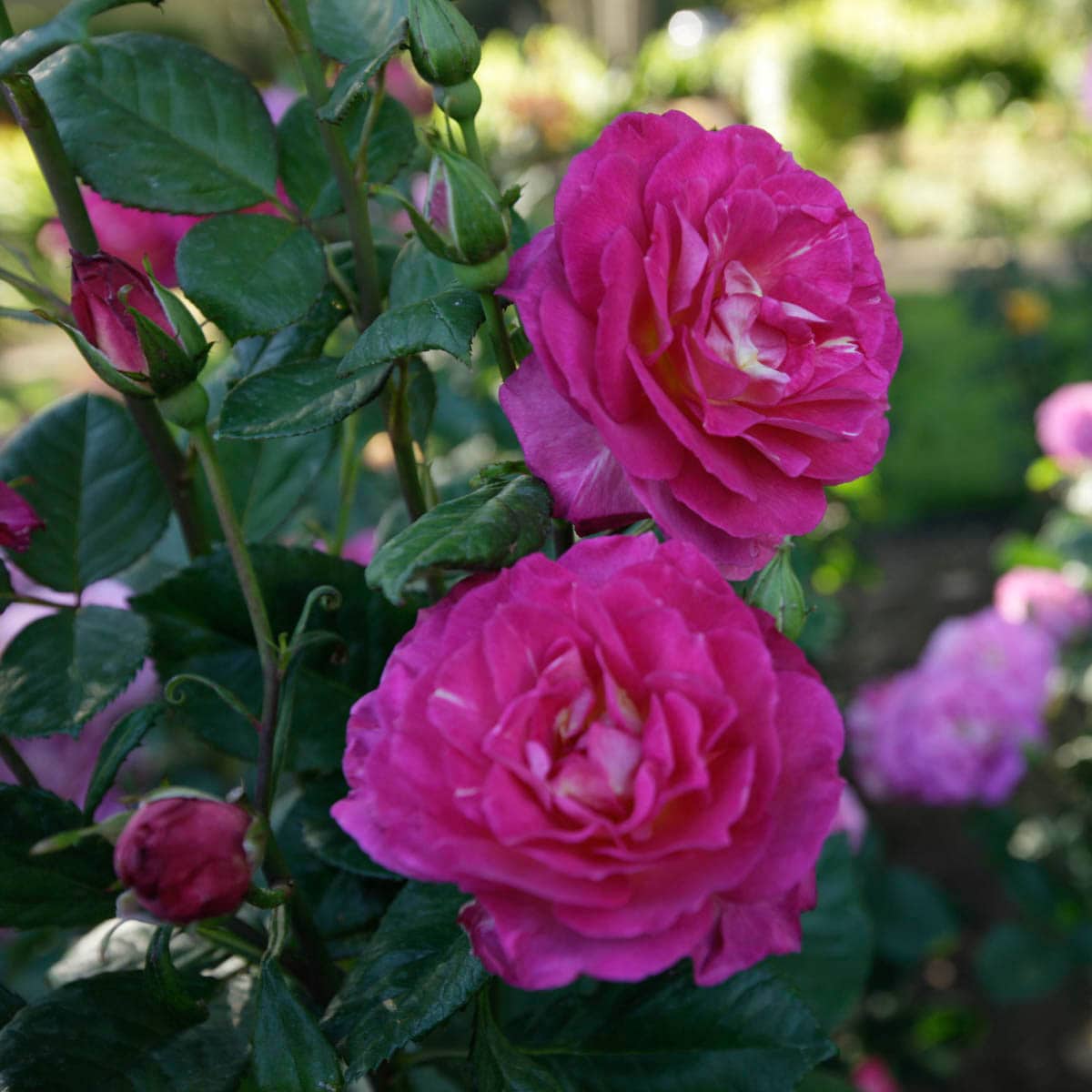 Spring Hill Nurseries 86066 roses - View #2