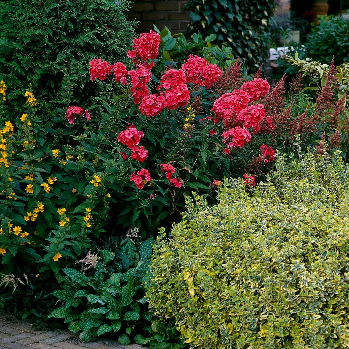 Van Zyverden 83859 Plant-Bulbs - View #3