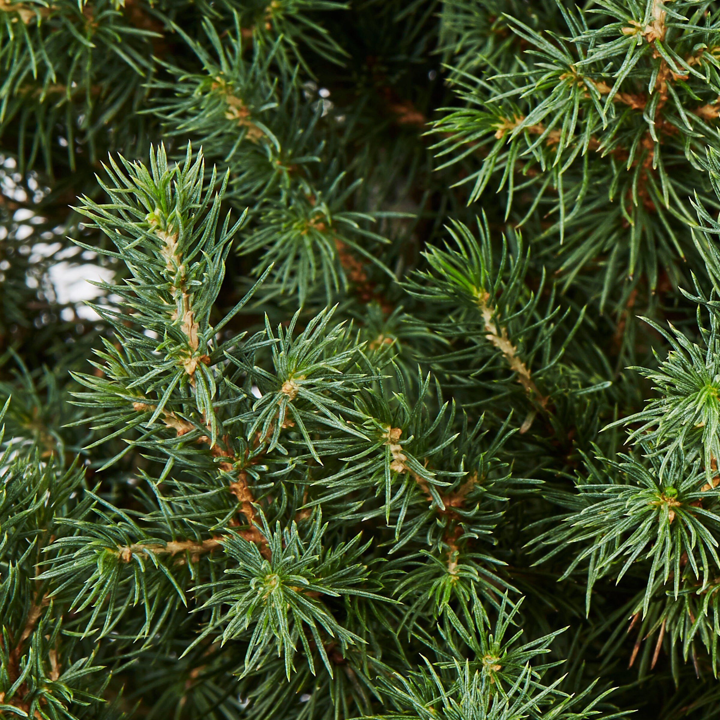 Lowe S Dwarf Alberta Spruce Screening Shrub In 2 5 Quart Pot At Lowes Com   16665170 