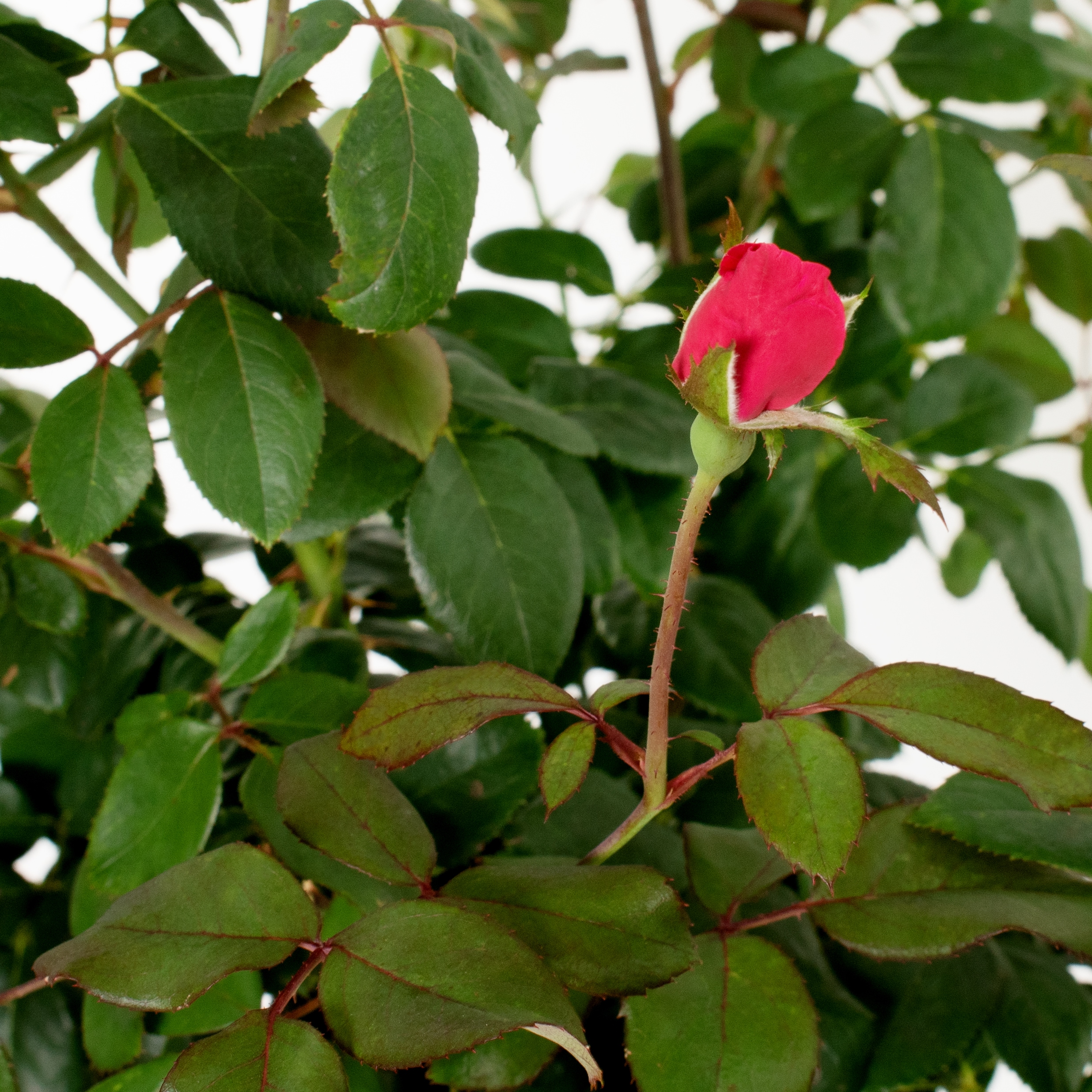 National Plant Network LW1276 roses - View #2