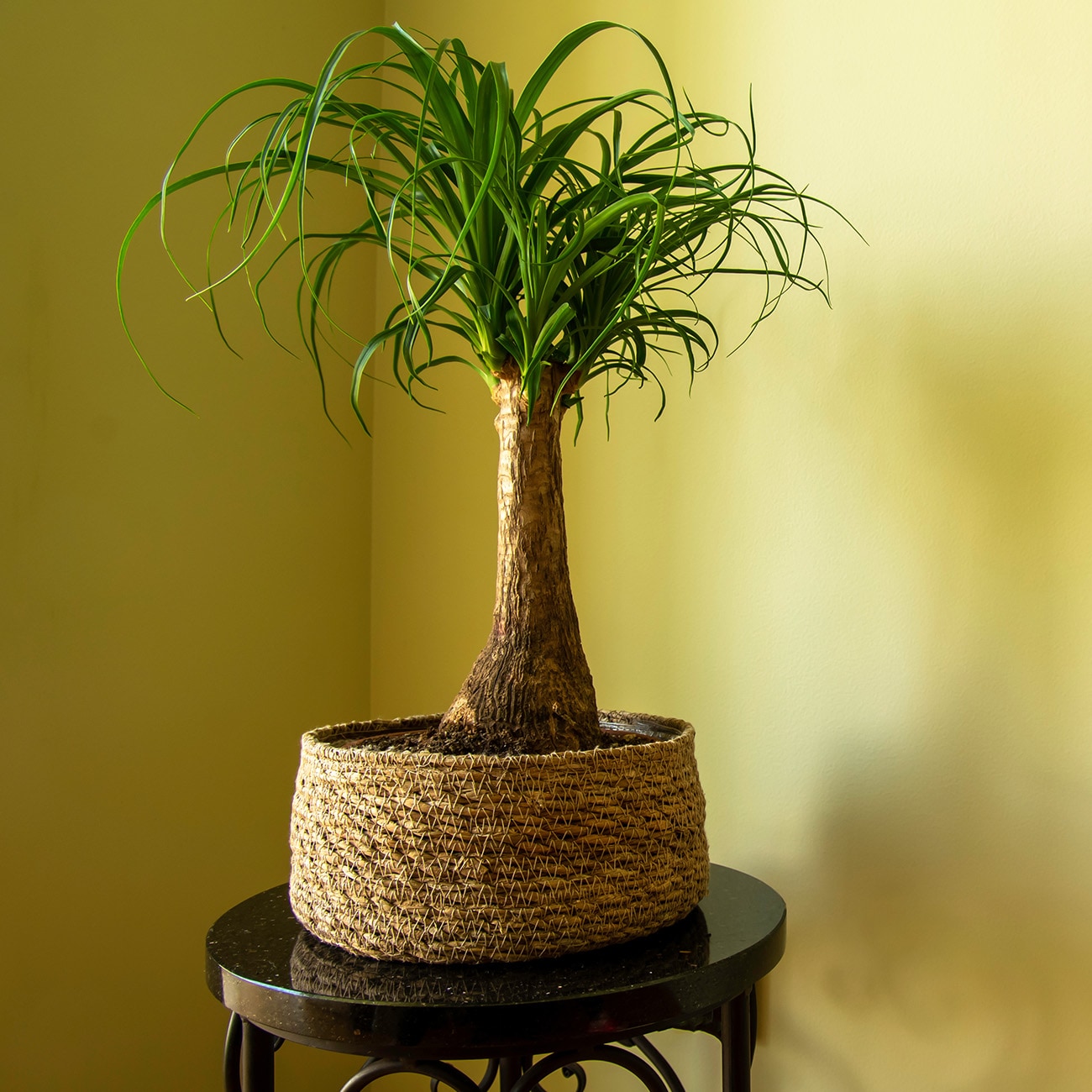 Perfect Plants LOPONYPALM6INPOT hseplants - View #4